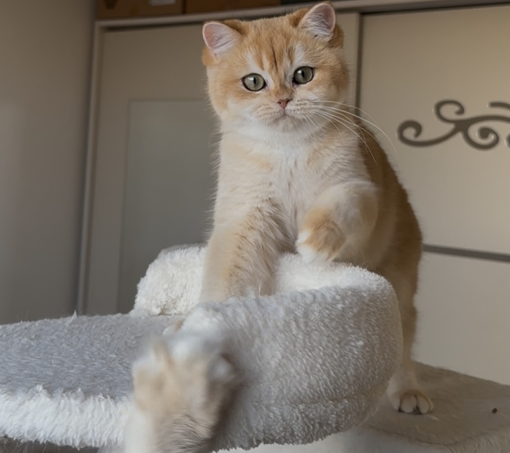 Posedion Xara