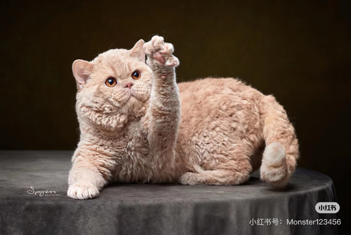 GICH. GLASSES ROOSEVELT OF CORNER.PET