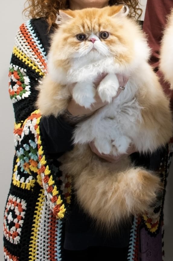 Lumano Rodney Hojalata