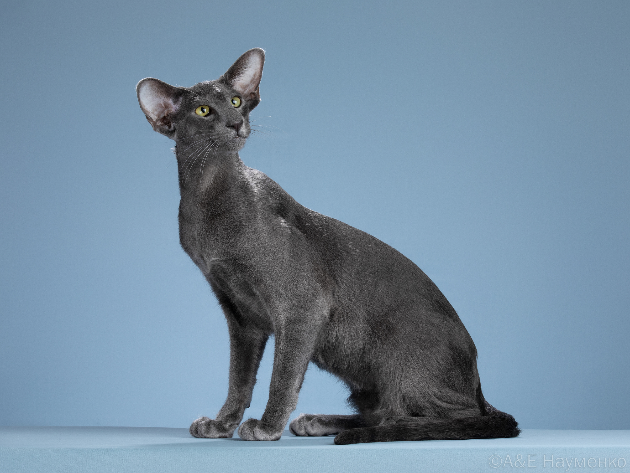 CH. Hermes Oriental Euphoria