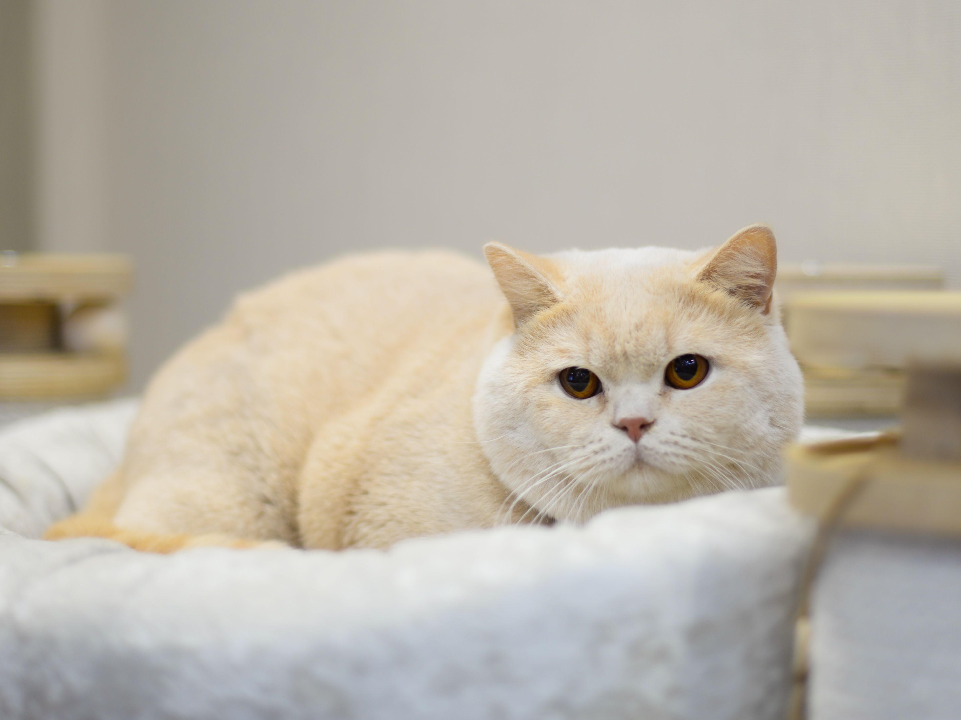 Mirabile Dictu Thomas