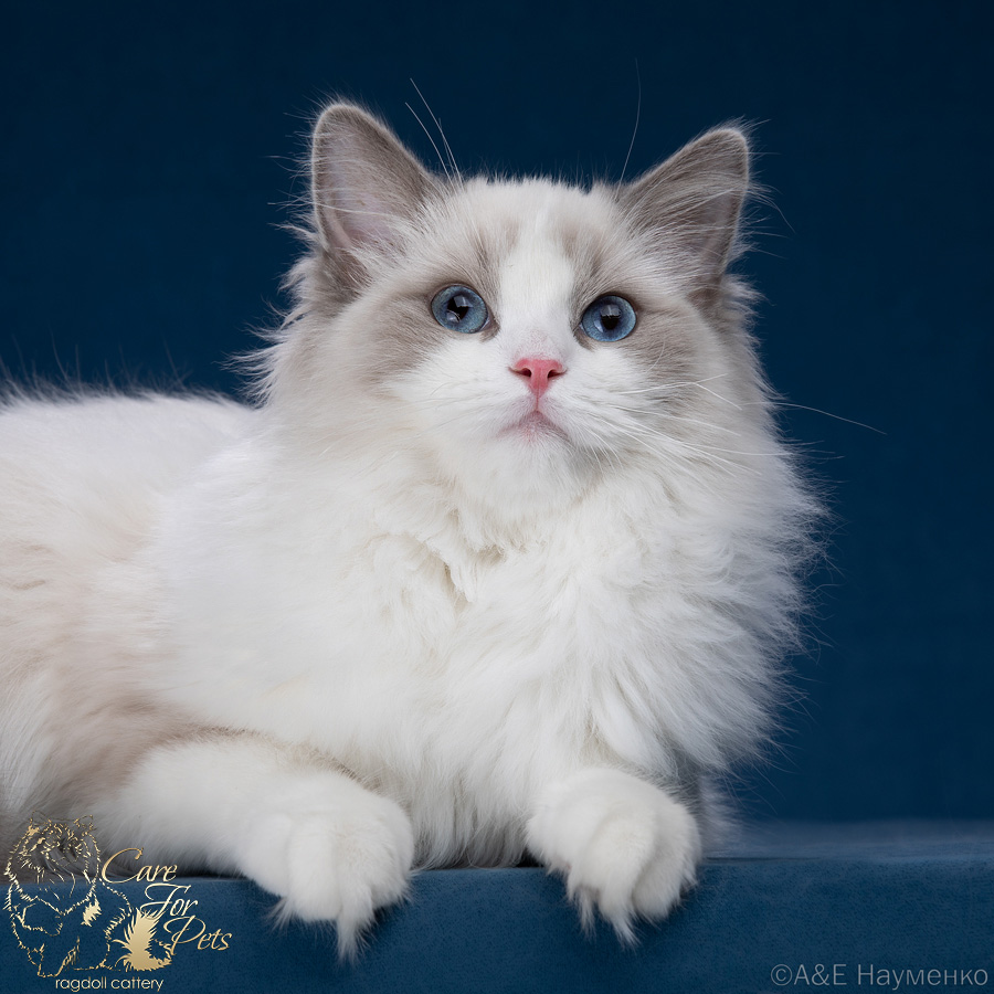 JCH. Quentina Blueeyes Raggie*RU