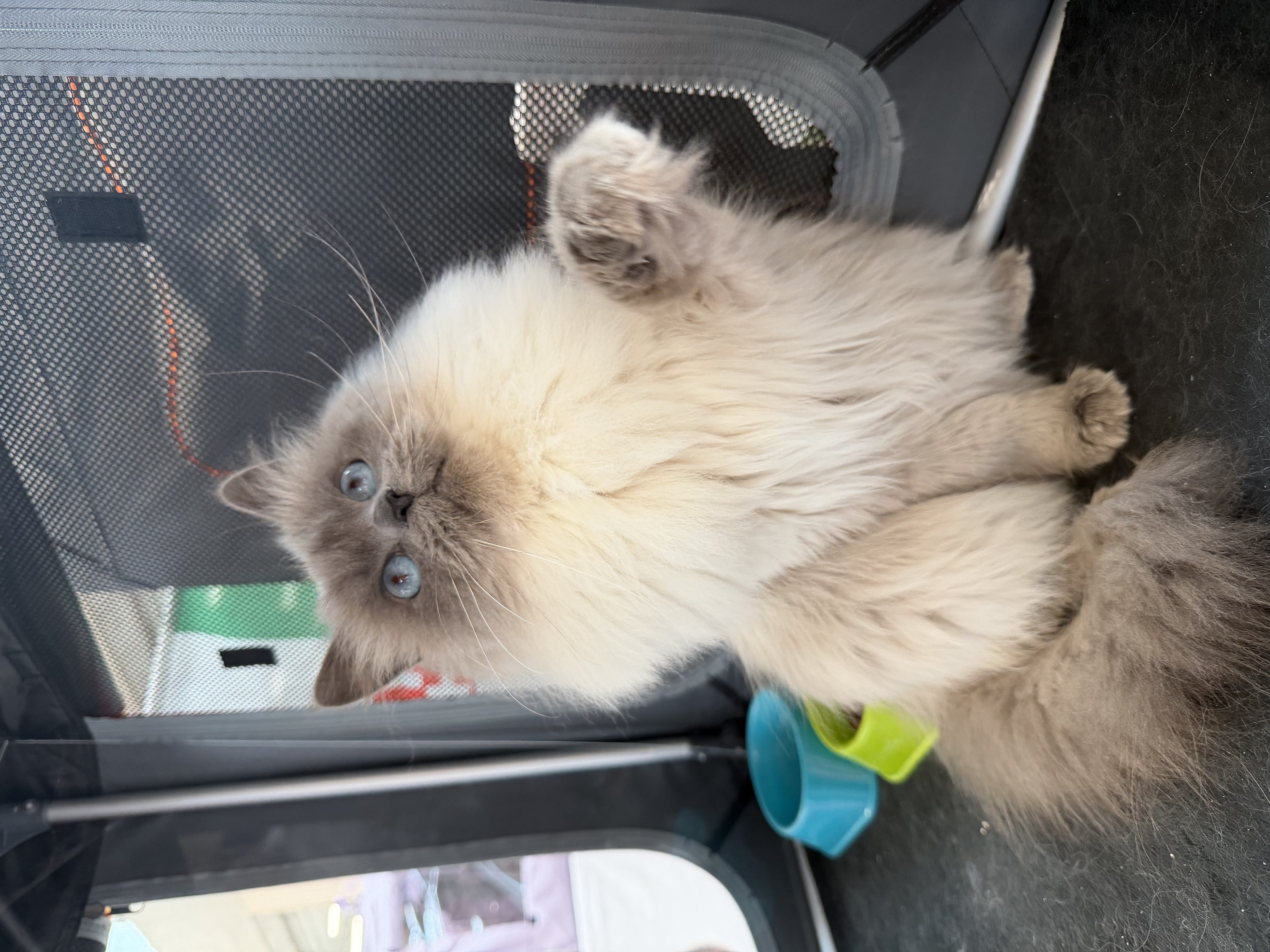 WCH. Kamelia Solntsa Korona