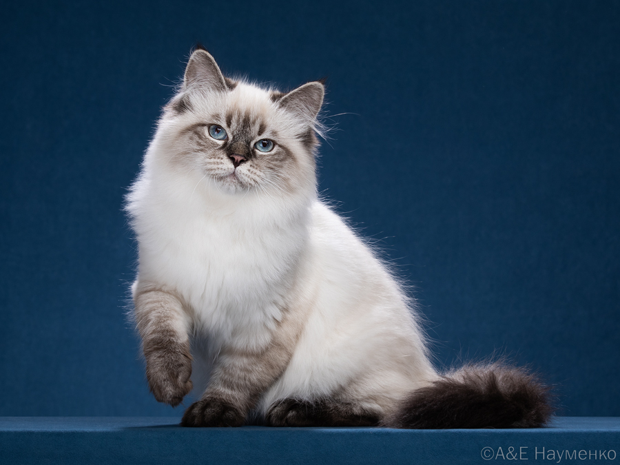 Double Master Robin Hood Vizantiysky Podarok