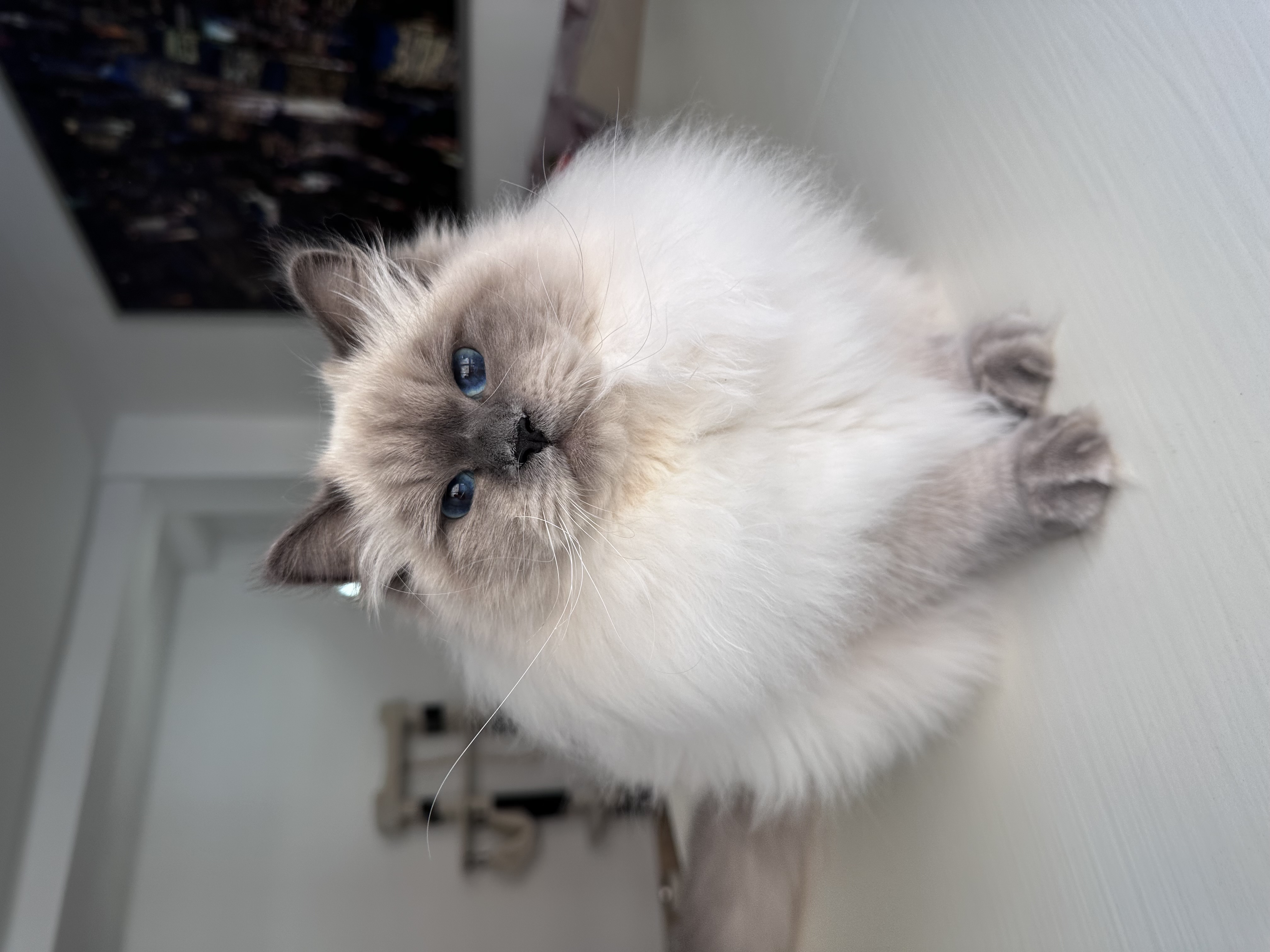 Lady BaLaVi de Siberia