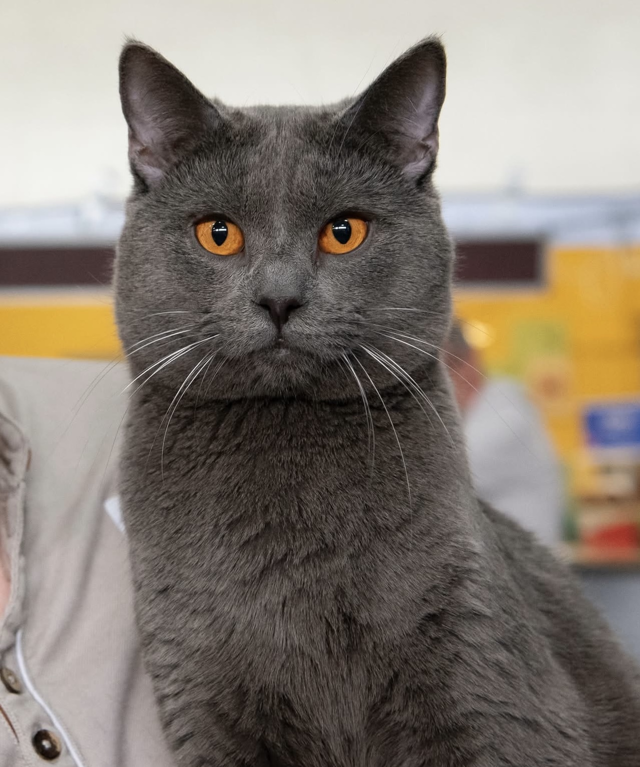 Double Master, GECH. Pop'Art Vivaldi