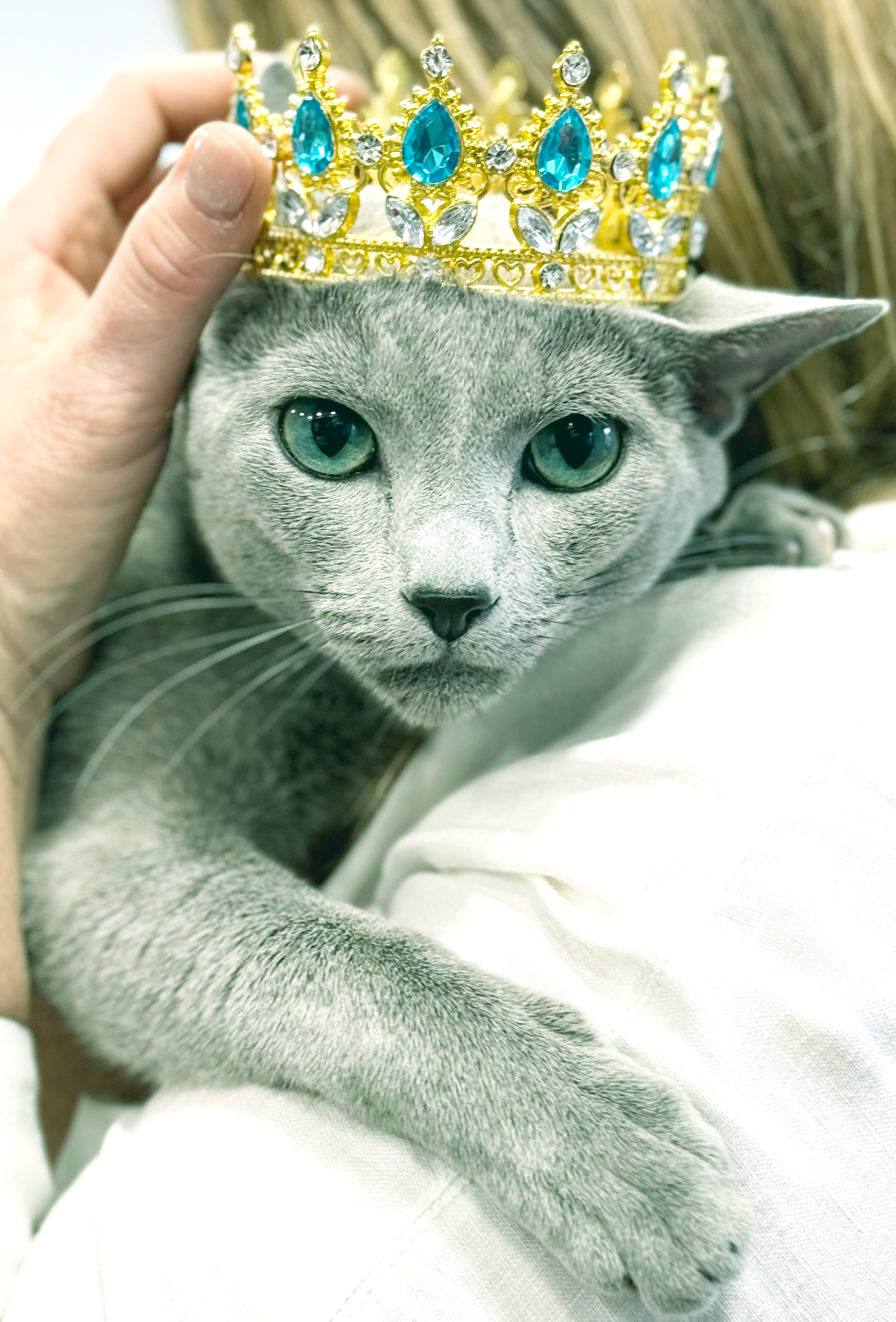 Triple Master, WCH. Triple Master, WCH Leonardo Emerald Star*PL