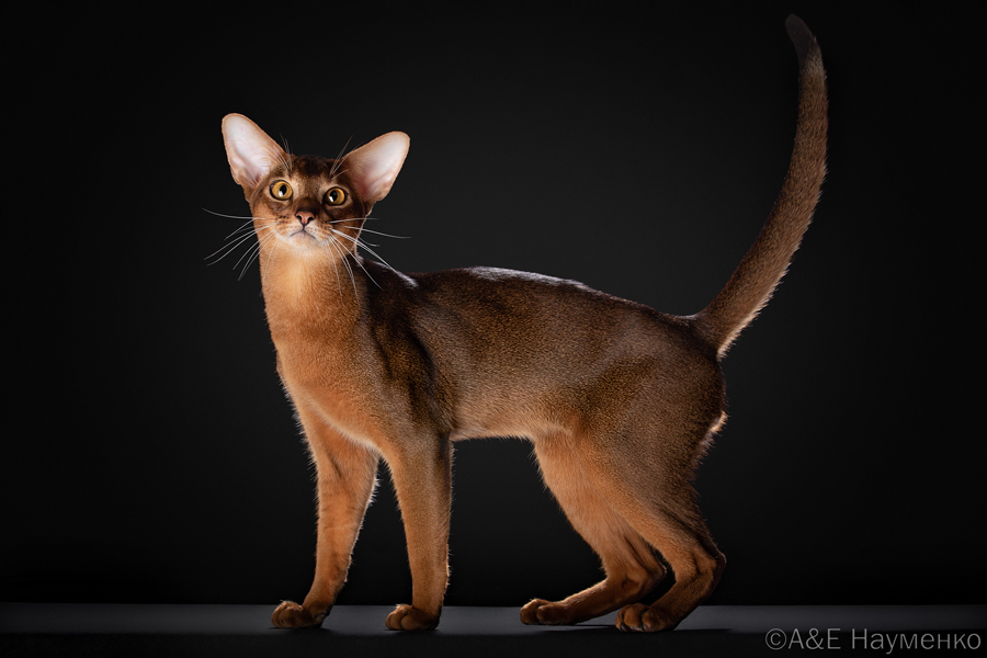 WCH. Favorite Adamas*RU