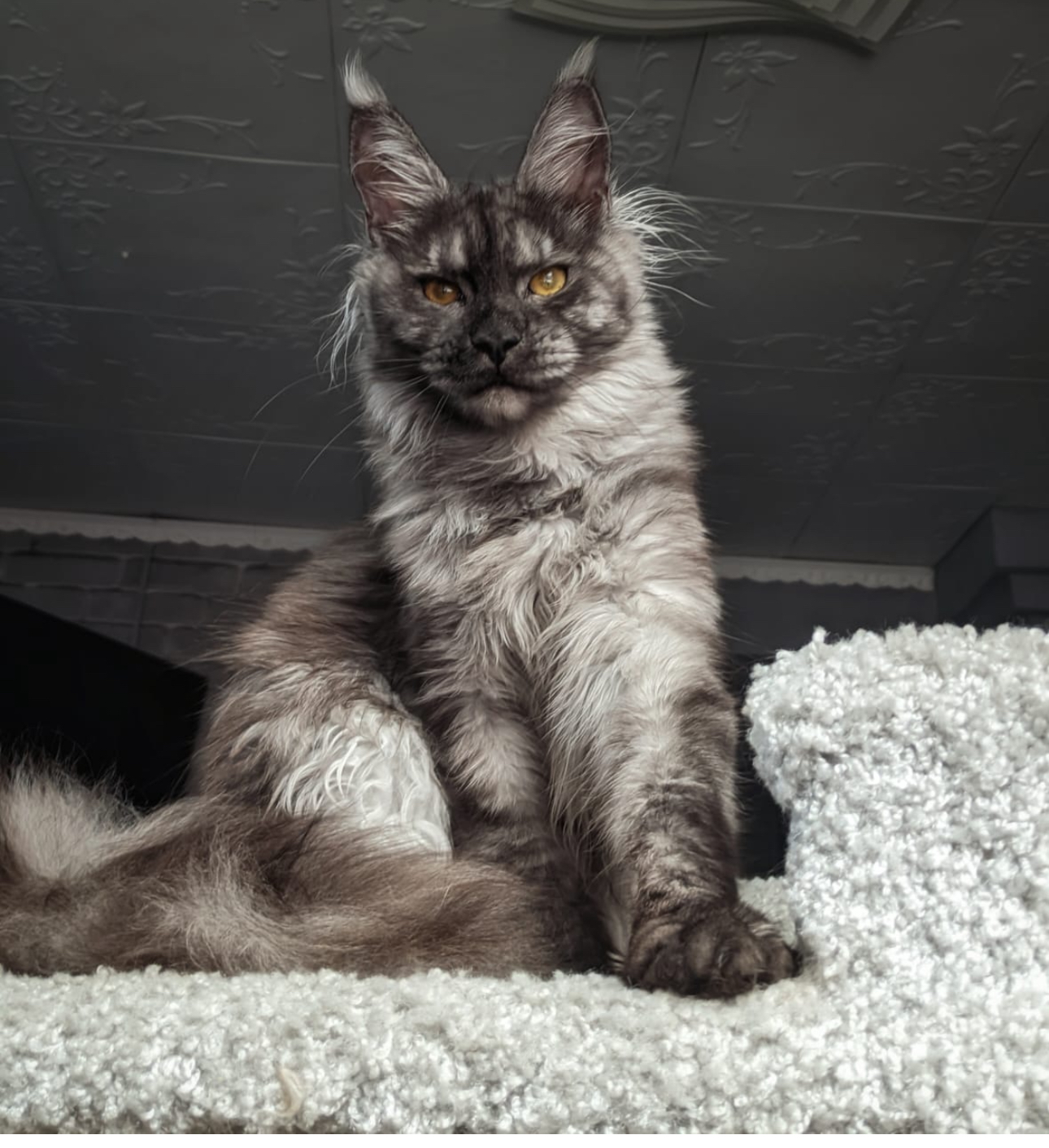 CH. CH. Siberia Song*ru Anksunamun