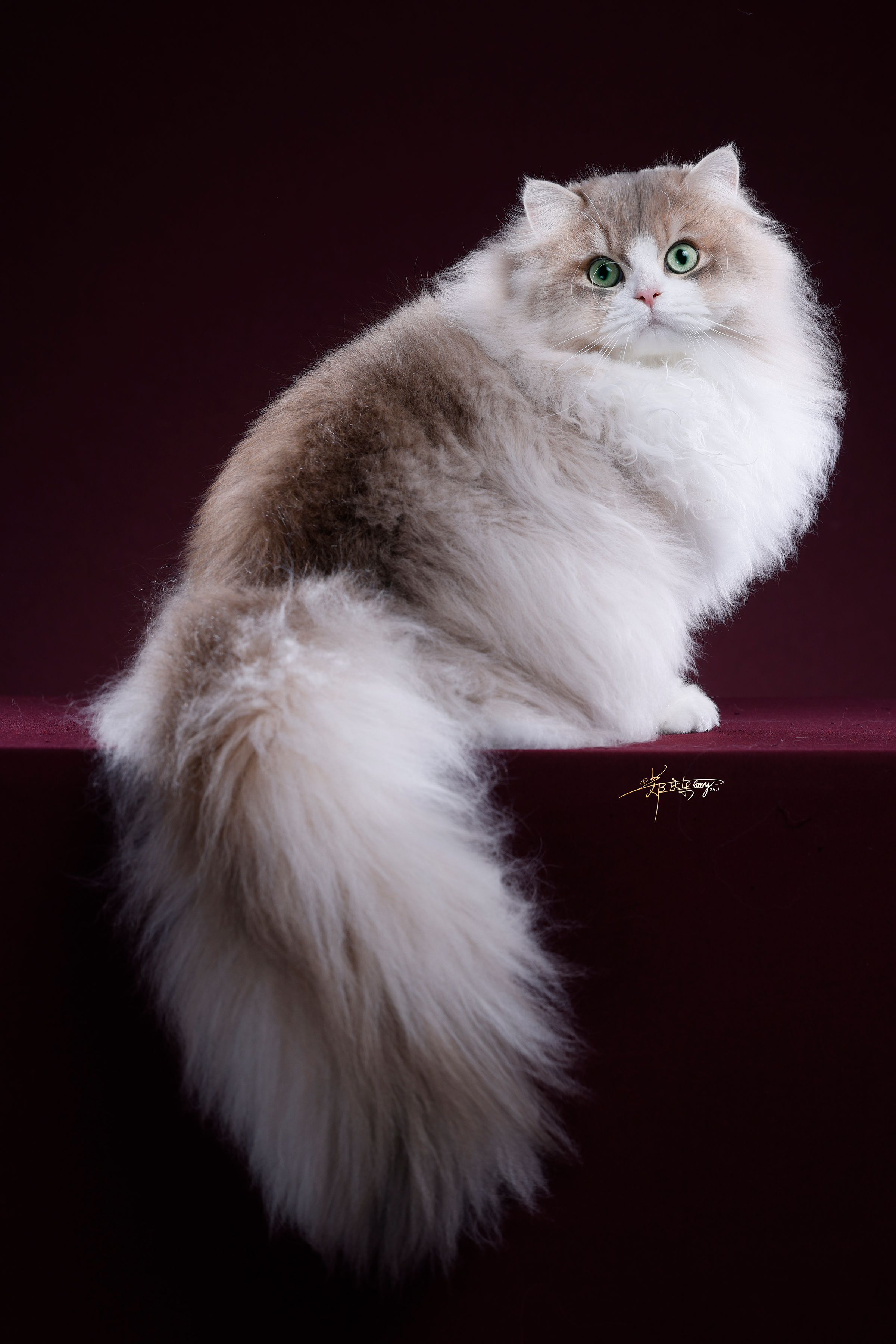 Vero Luxurious Poseidon