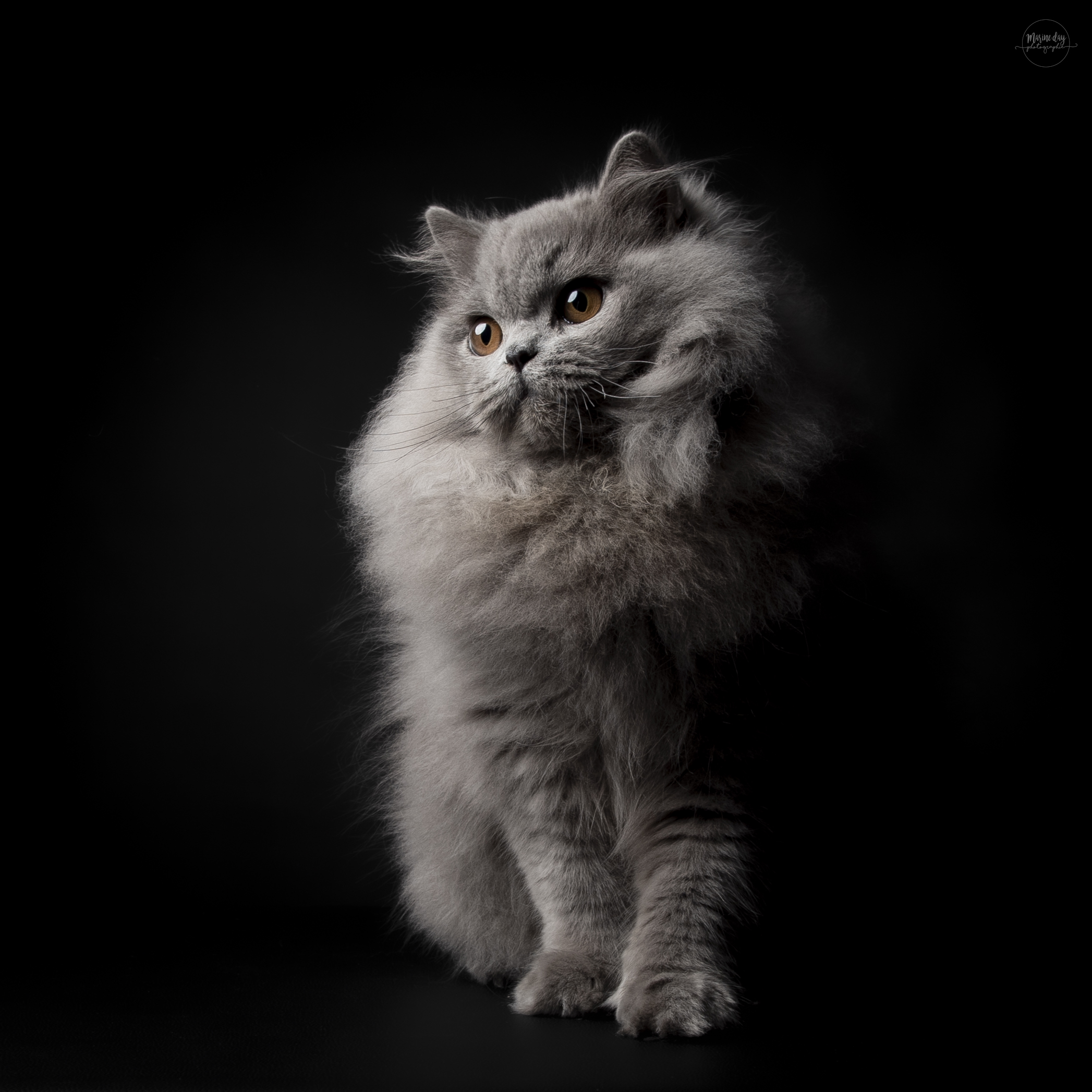 Willy Wonka Monkey mia