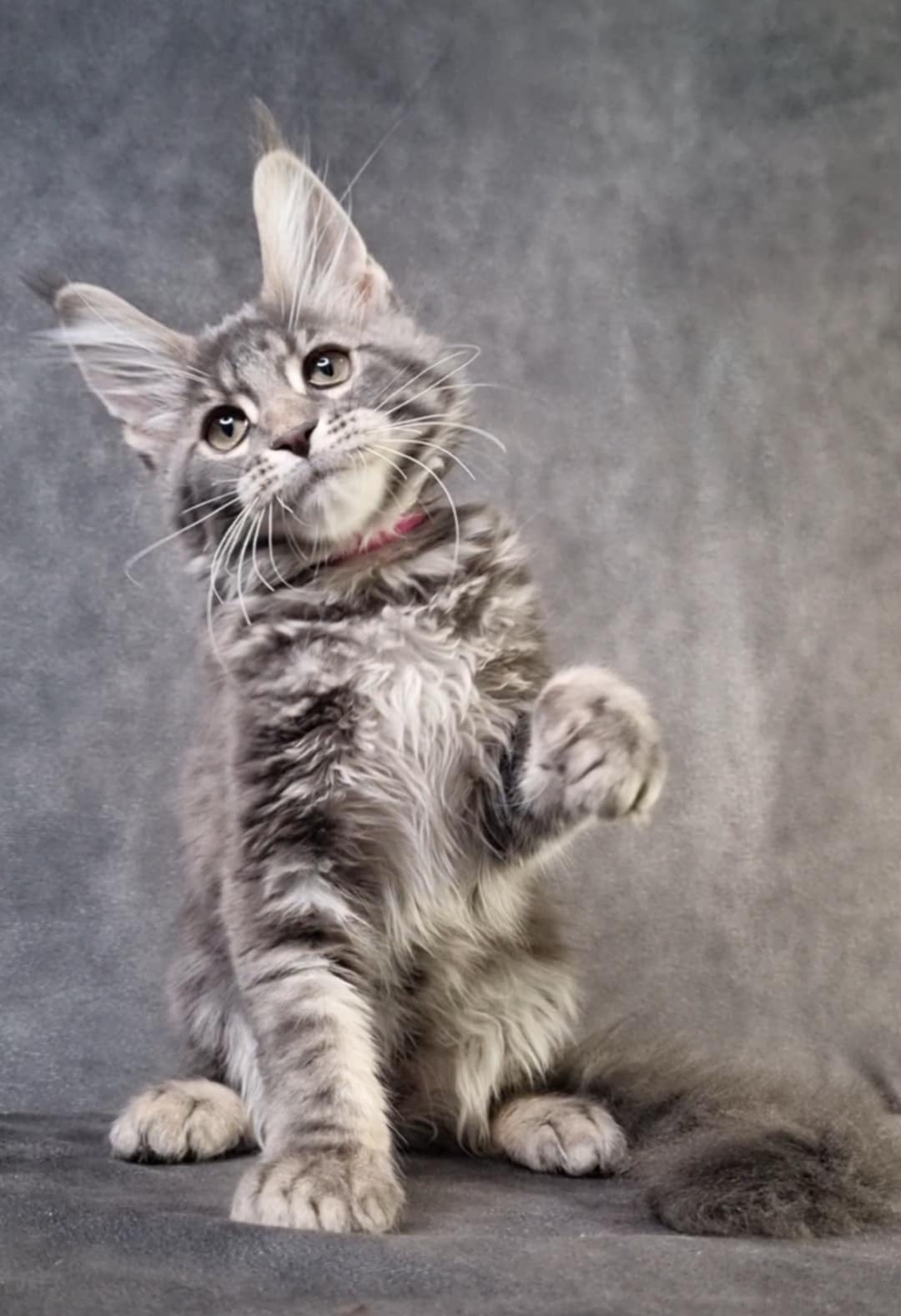 JCH. ALGRILYNX*EE BUSINKA