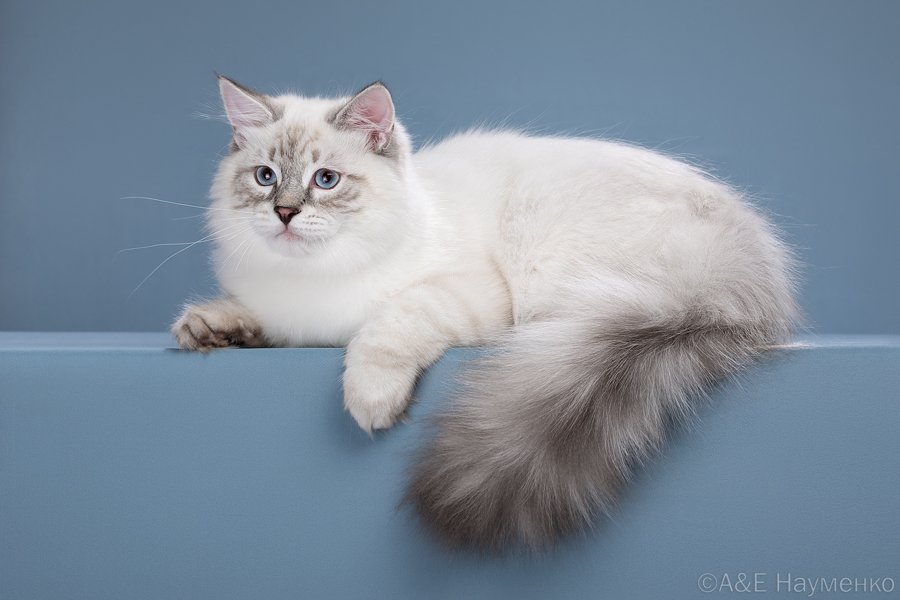 JCH. Balthazar Mirabelle