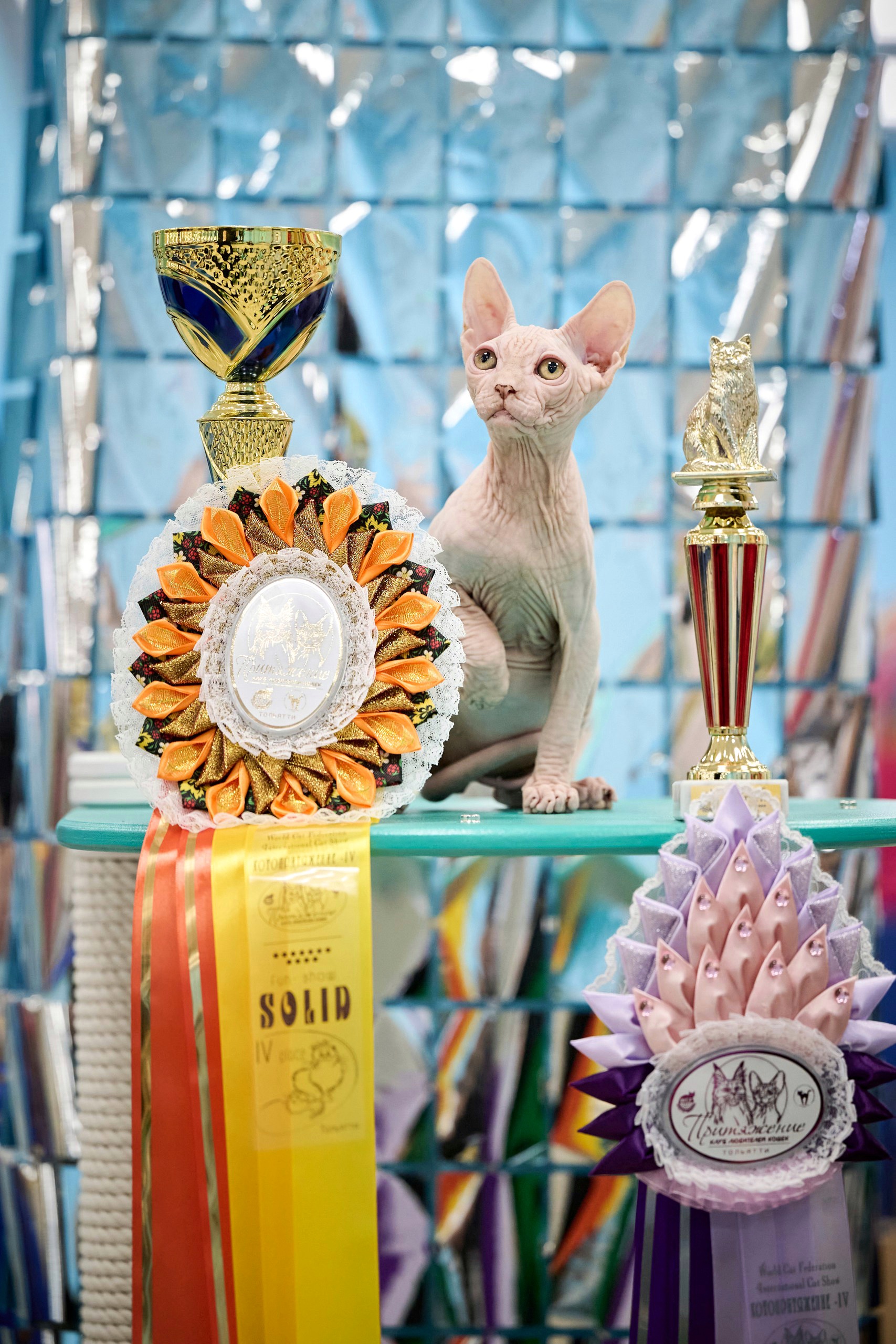 JCH. Lunabella Kile of Yana Moor