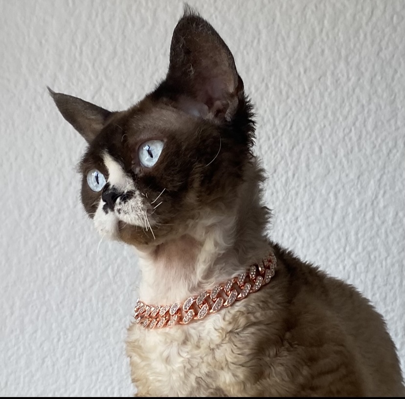 ICH. Phu-Quoc's Miro of curlycotton