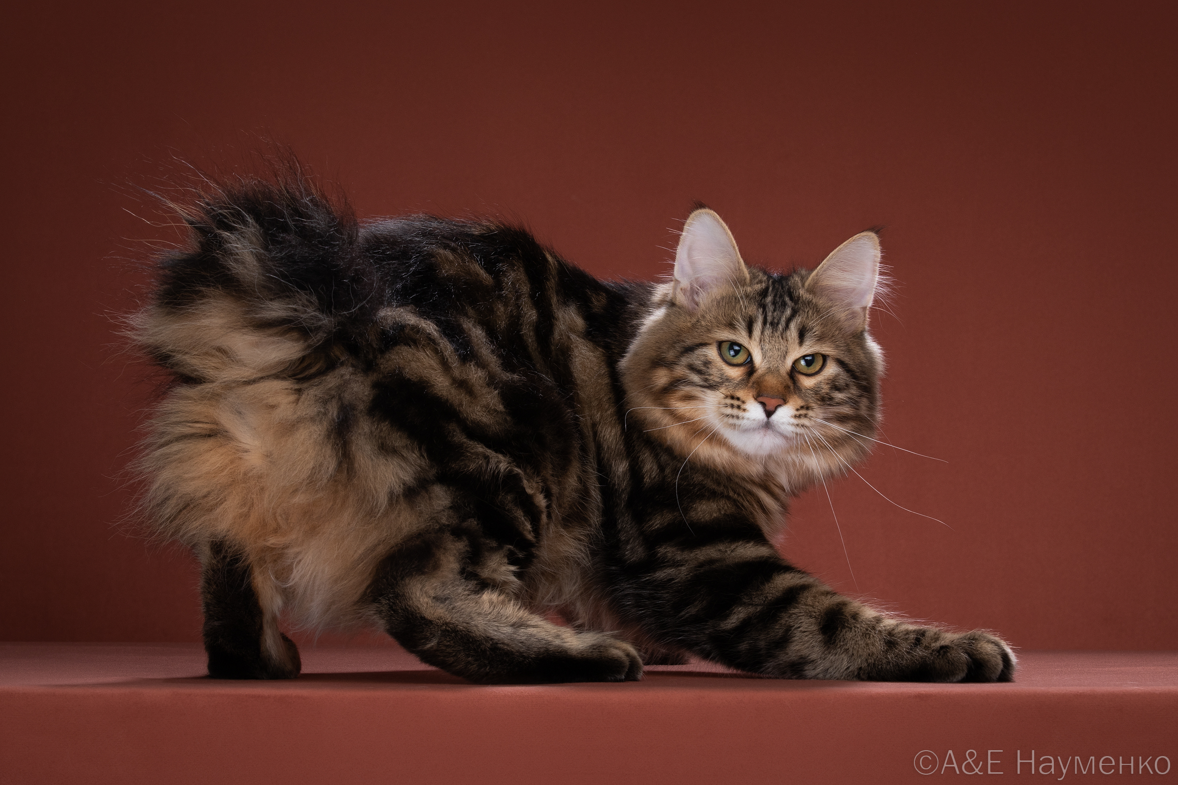 KCH. Zak Spawn Point