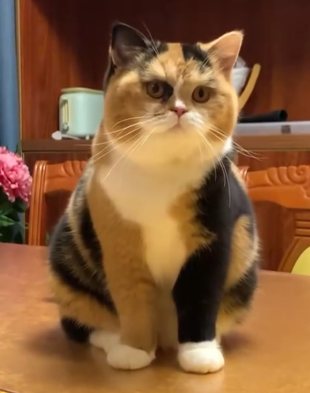 Heibai Cat Ling Ling