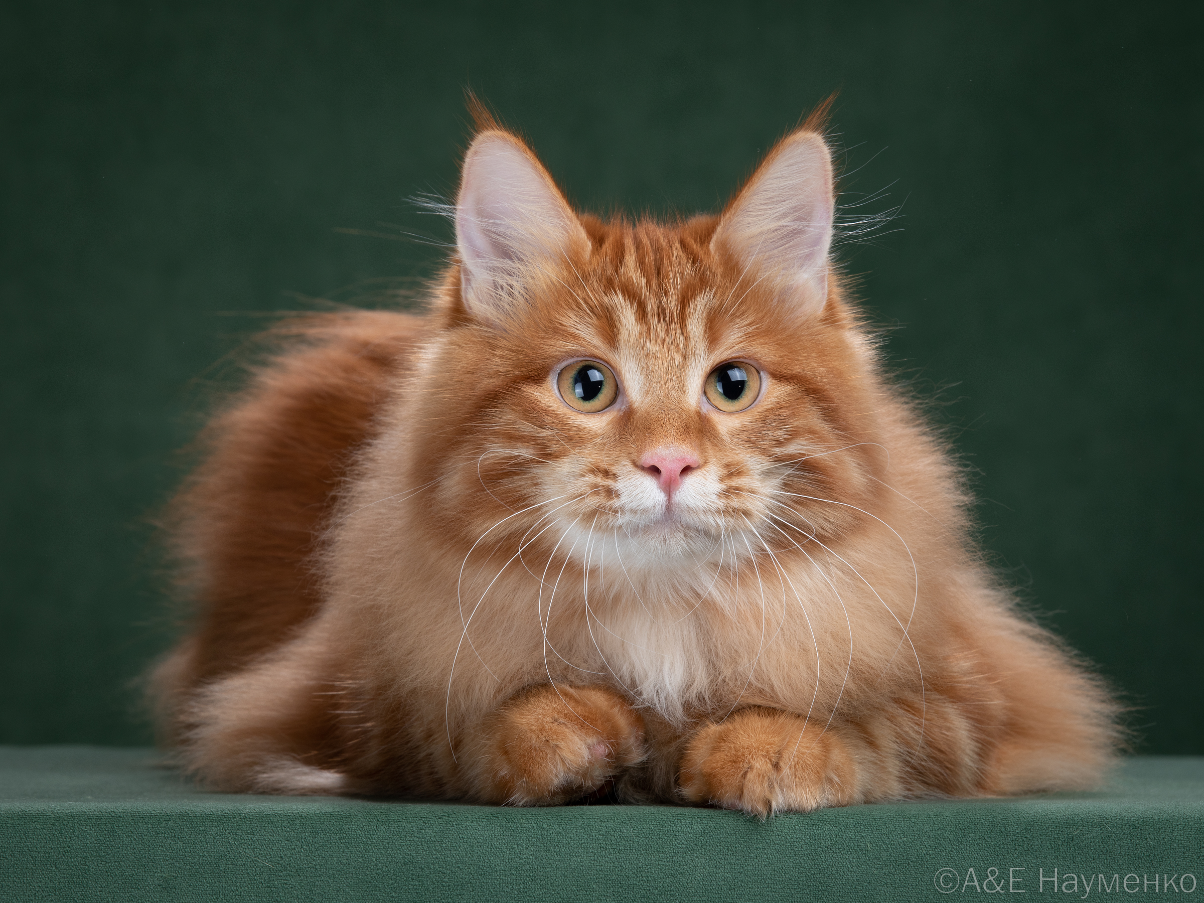 Bagryana Timofeevna Zolotaya Seredina