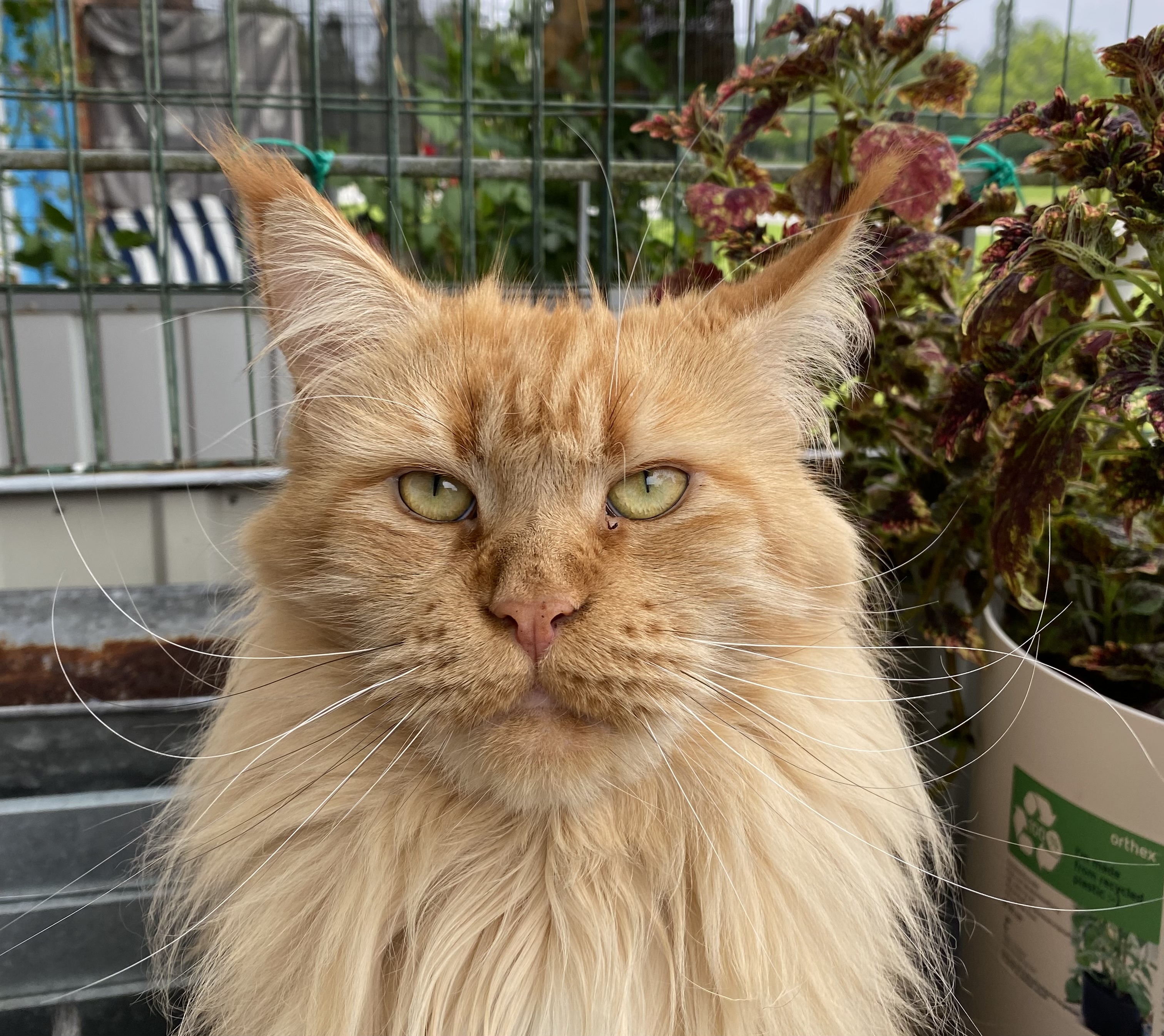 ICH. S*Dreamway's Robeline