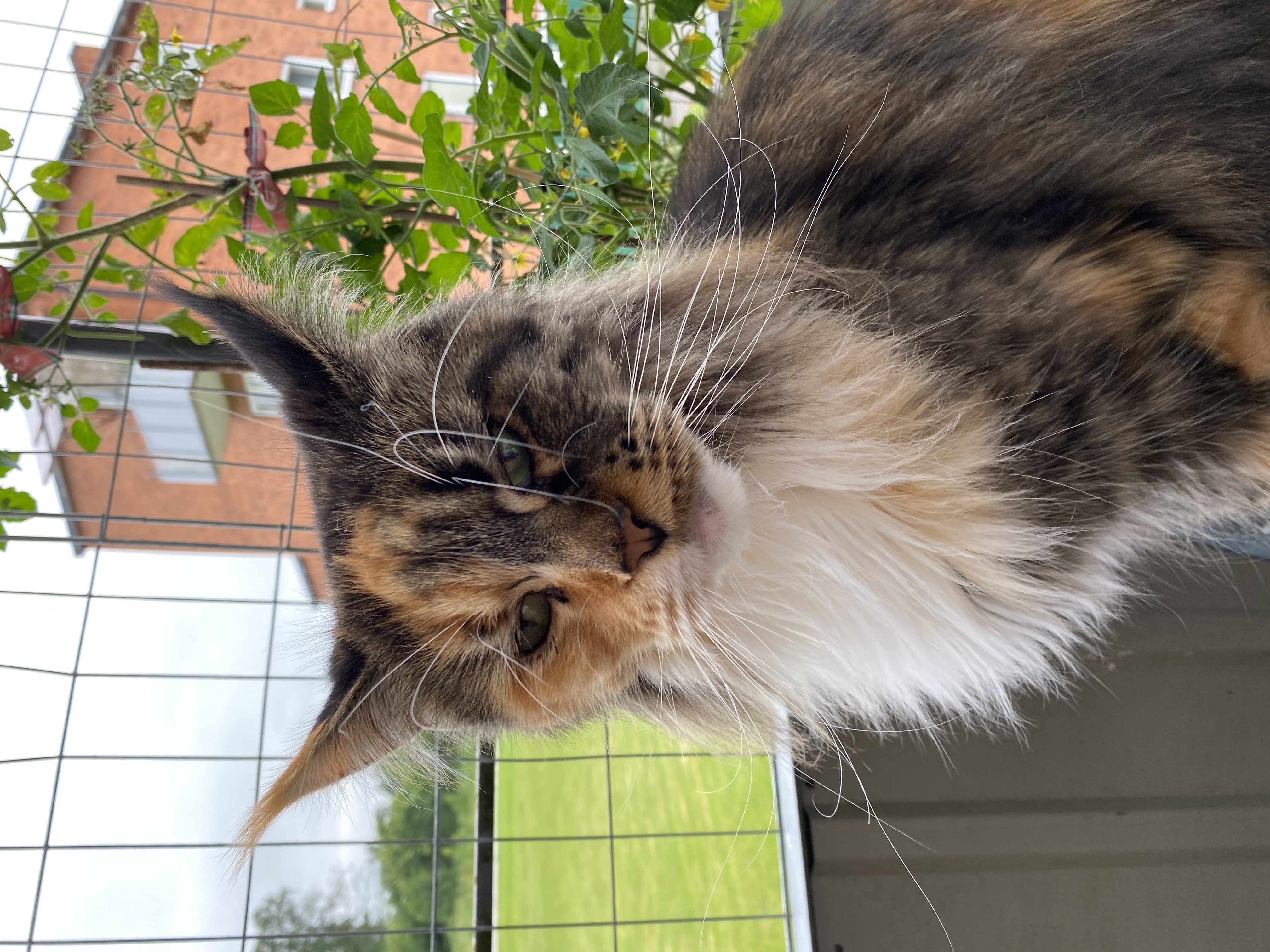 CH. S*Dreamway's Tennessee