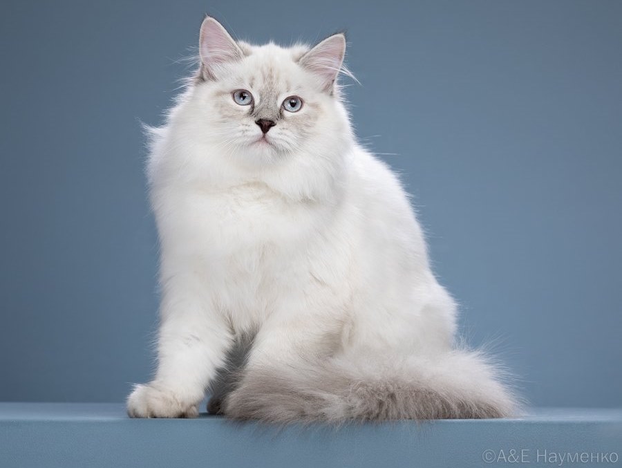 JCH. Bonelle Mirabelle