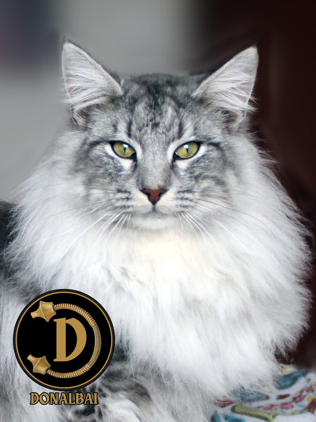 GICH. BE*Fly Away with Me de Lingen of Donalbai