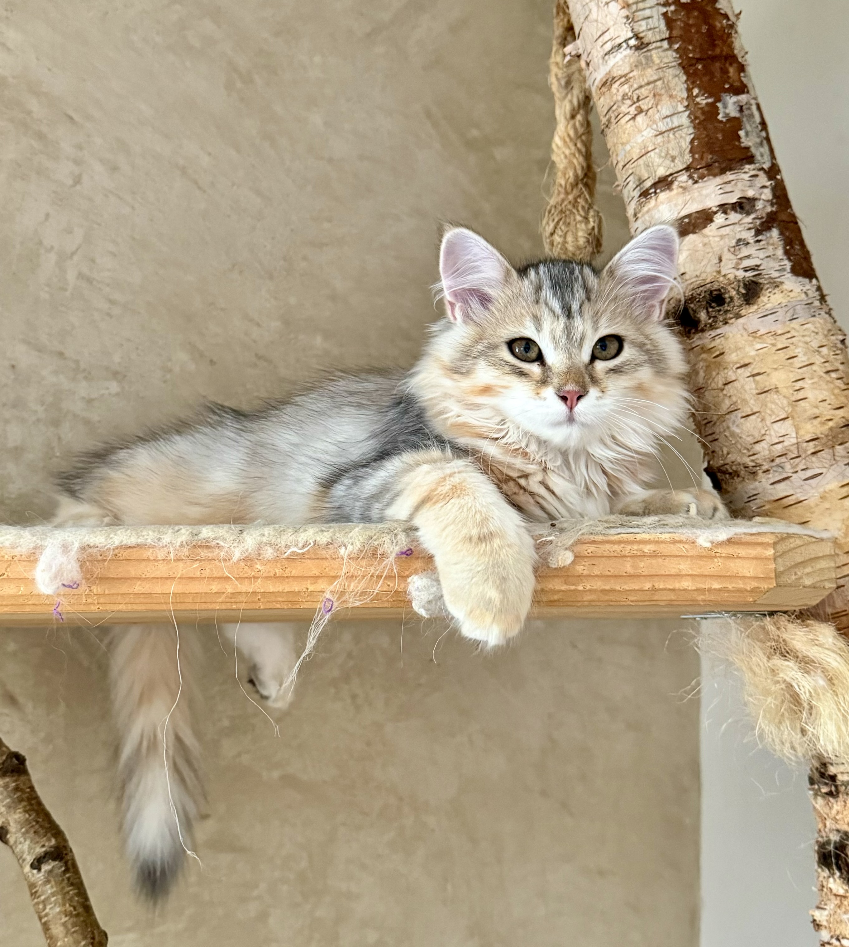 CH. Crystal of Neva's Pachacuti