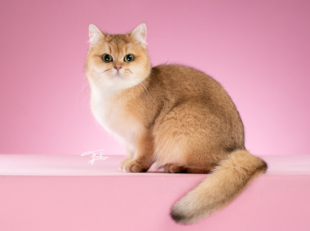 Golder Force’sAlice in Wonderland