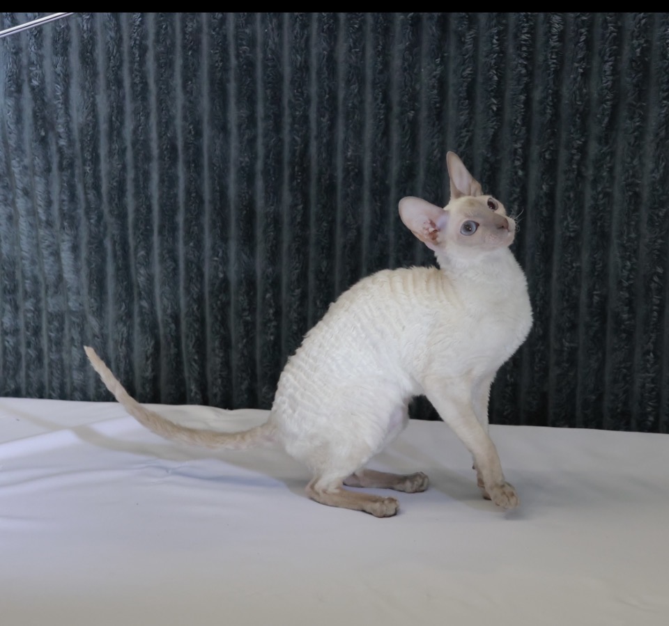 CH. Sonata Curly Lawn