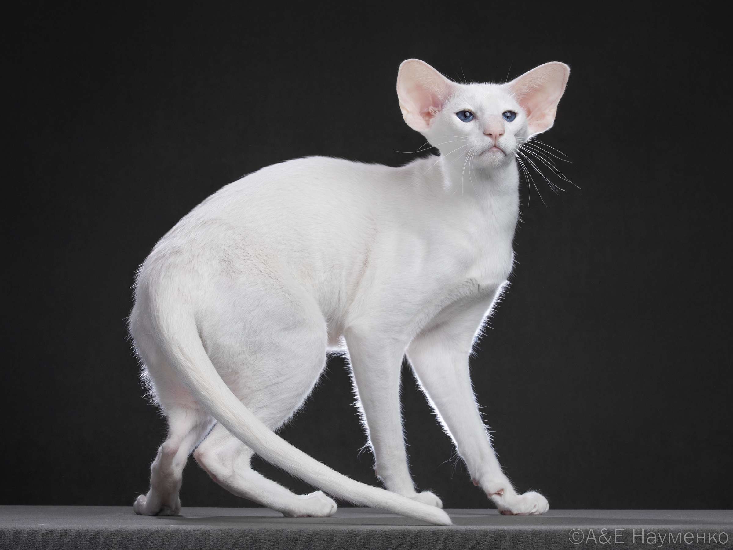 GICH. Elemental Oriental Euphoria