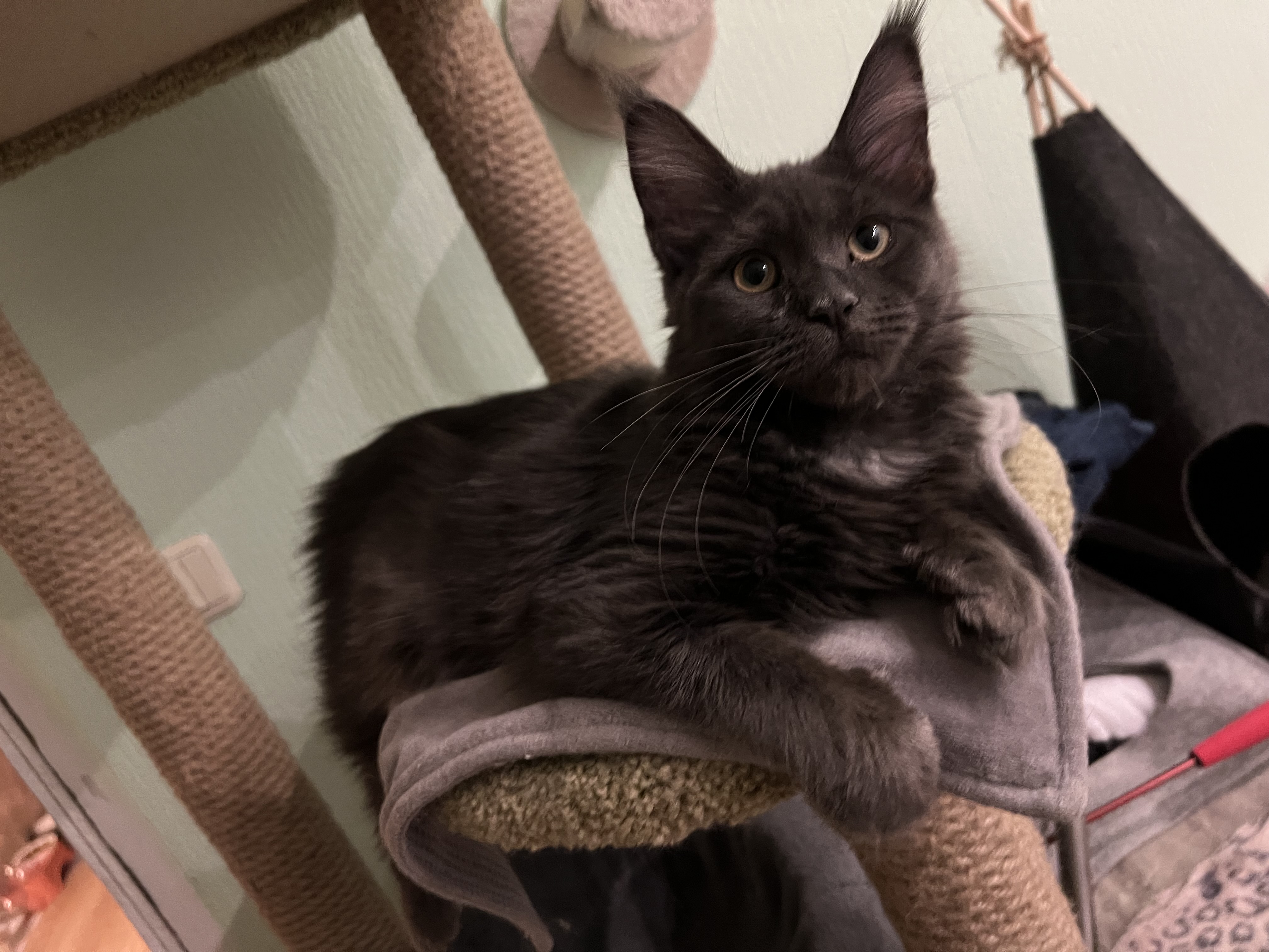 JCH. ALGRILYNX*EE BETTY