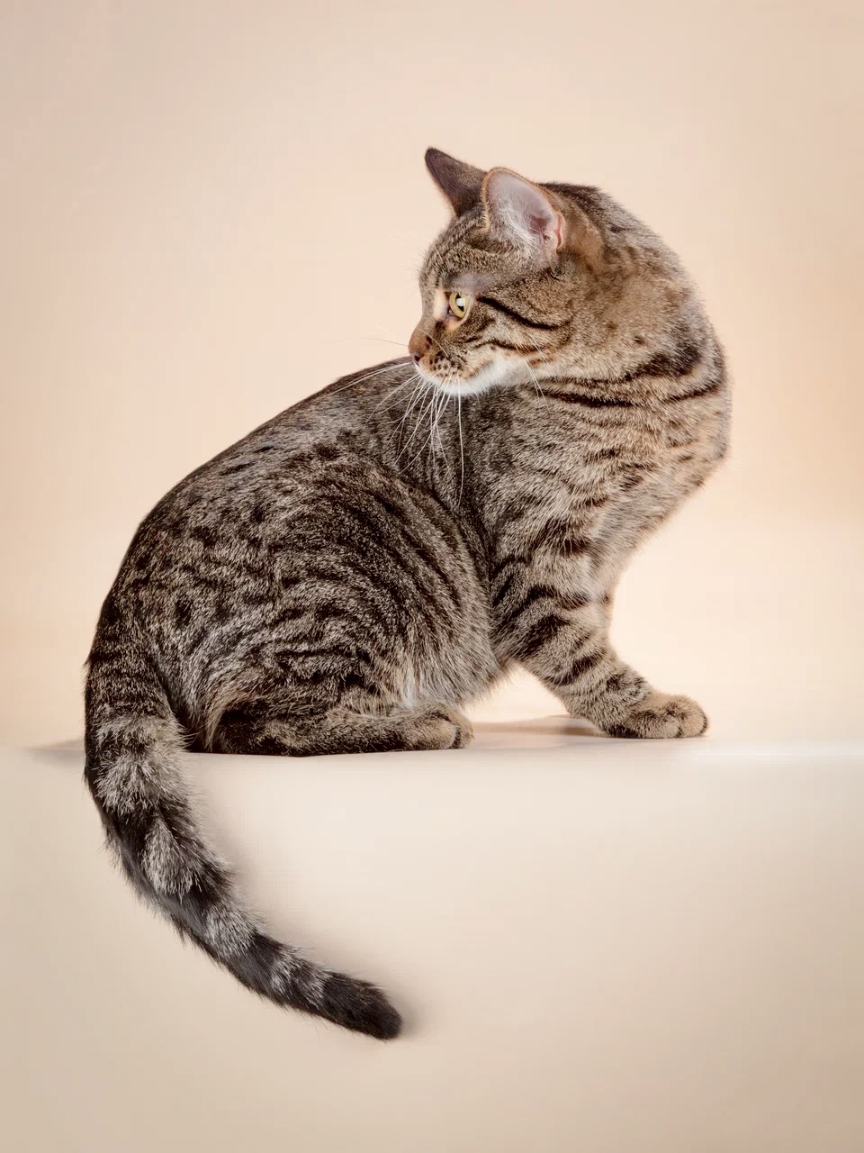 Odin  Venefica Cauda