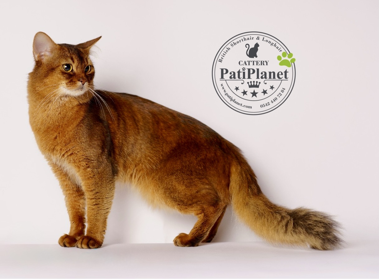 GECH. Urban Wild Corp Gaspar of PatiPlanet