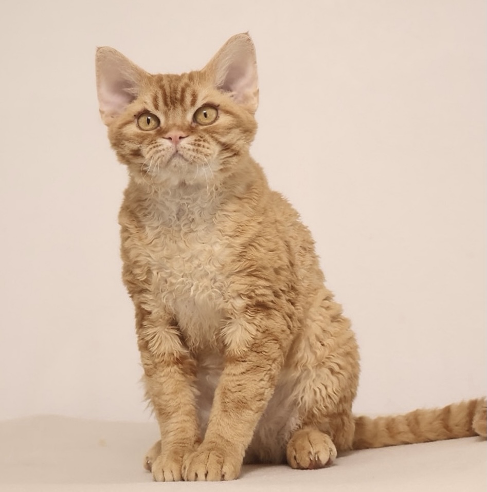 N.MOUNTAIN'S ZEUS OF FUTURE NEKO