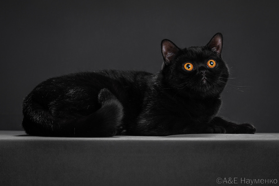 ECH. Lubasha*BY Asti