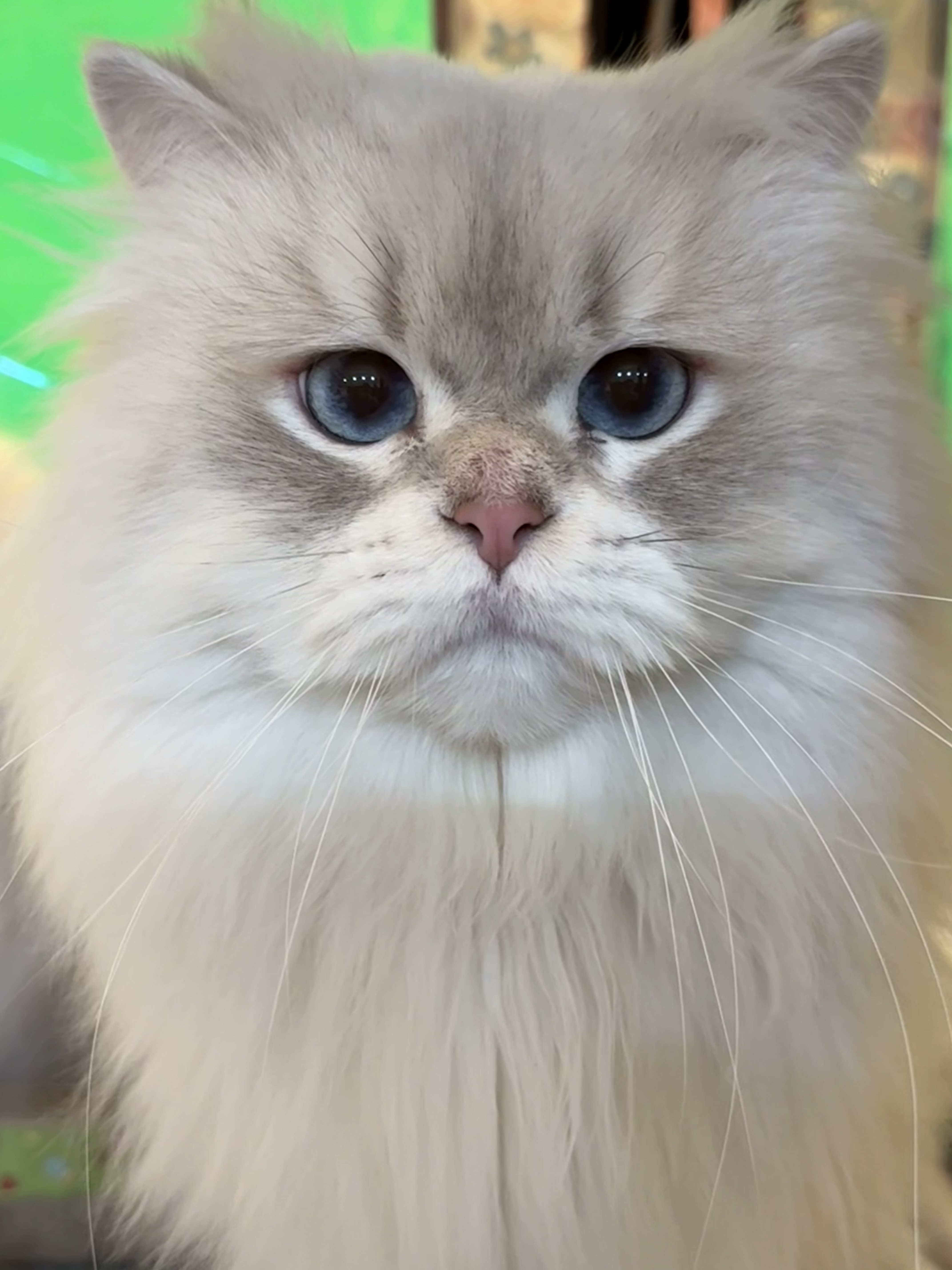 GICH. DeLuxe Fluffy Lincoln Abraham