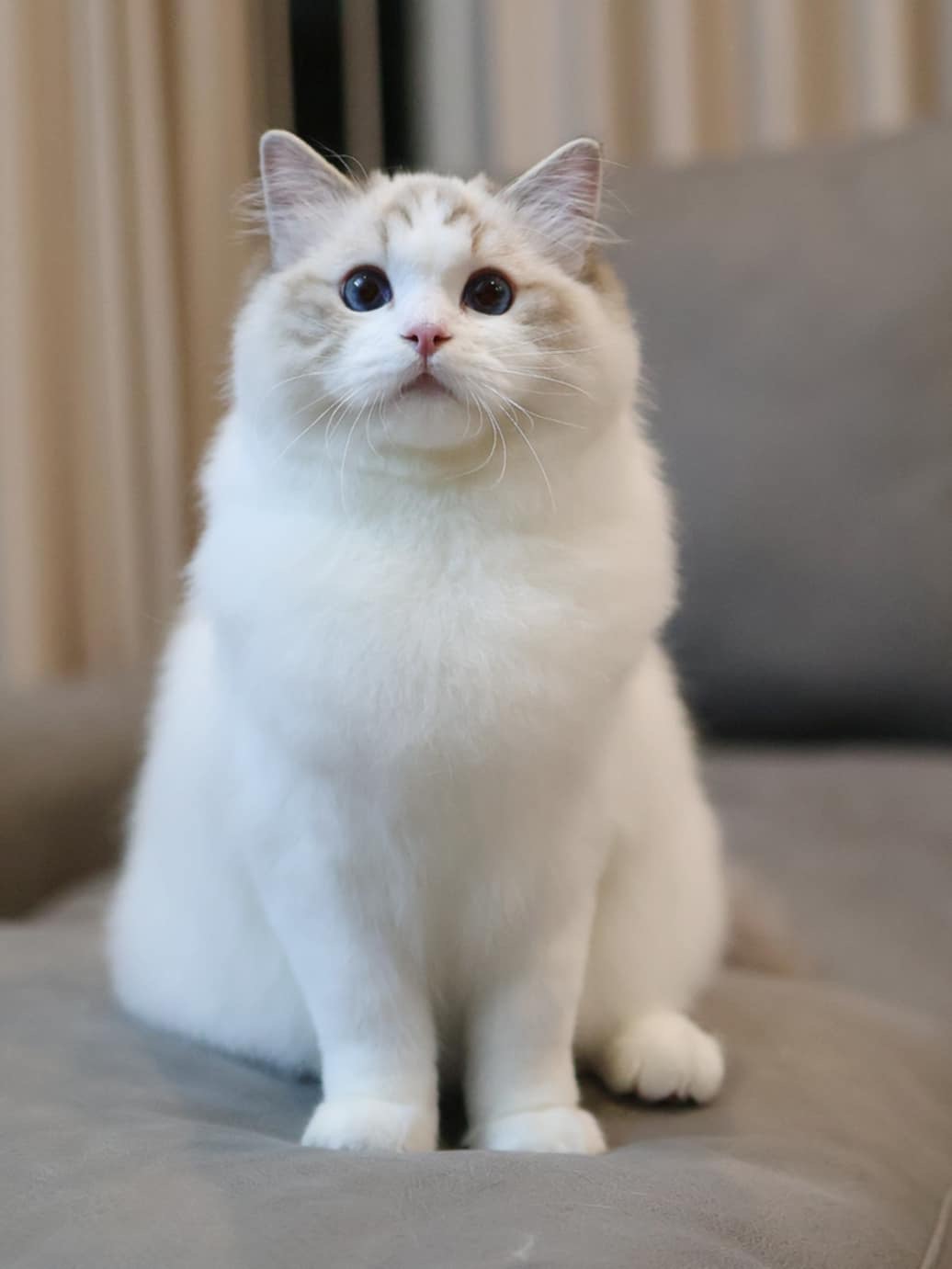 Kitty Pro Vincent