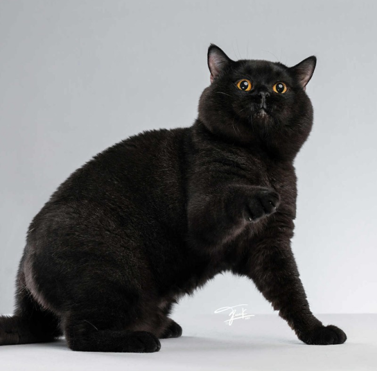 JP Fruity Farm's Black Panther