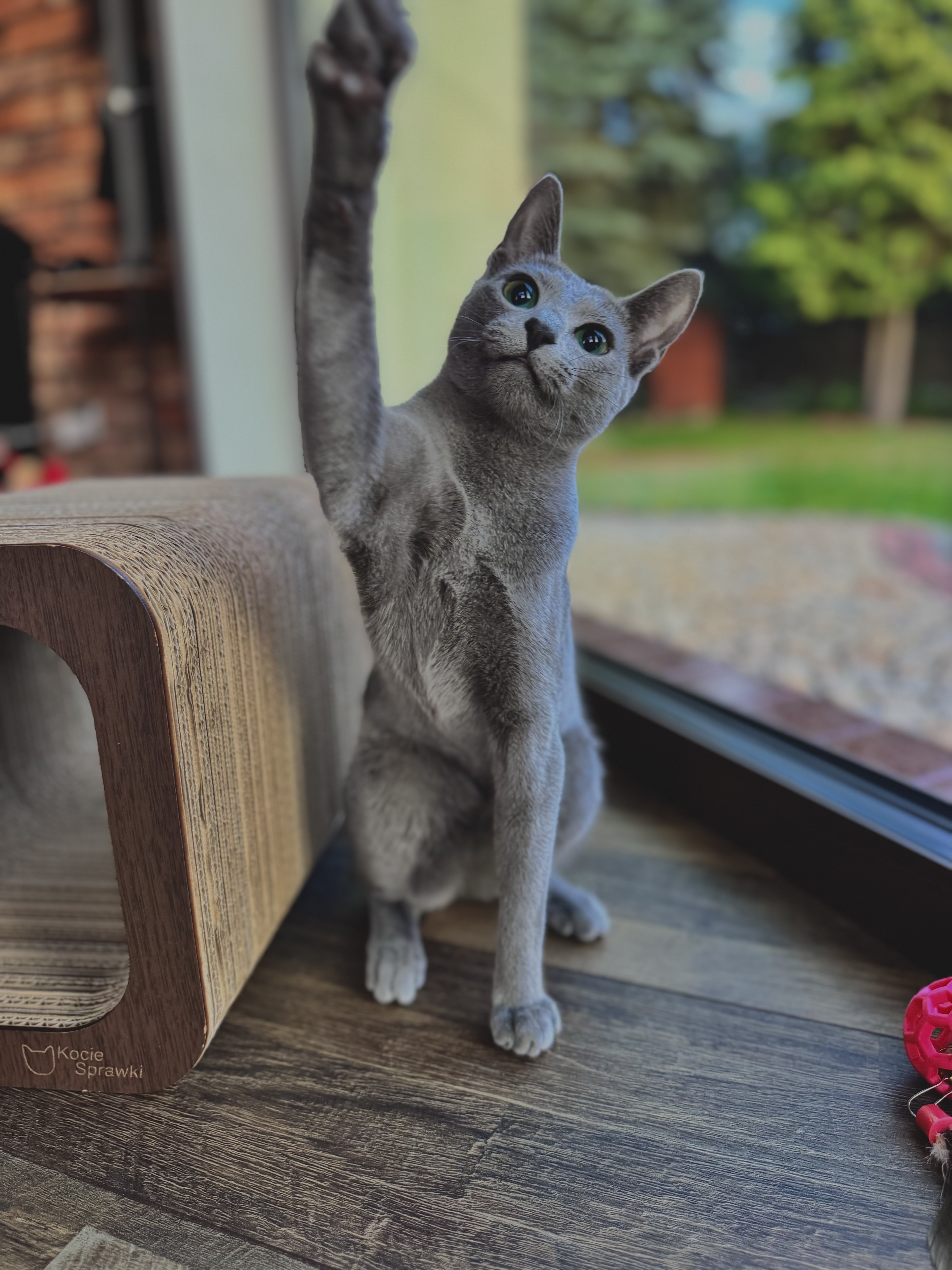 ECH. Lukrecja Kolory Szarosci*Pl