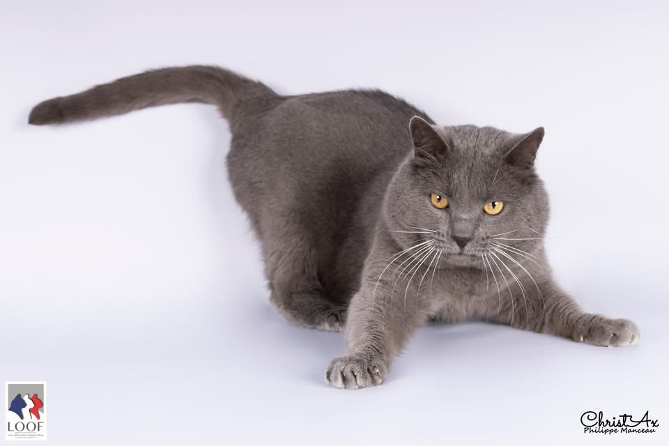 WCH. Make For Pop'Art du Chat l'Heureux