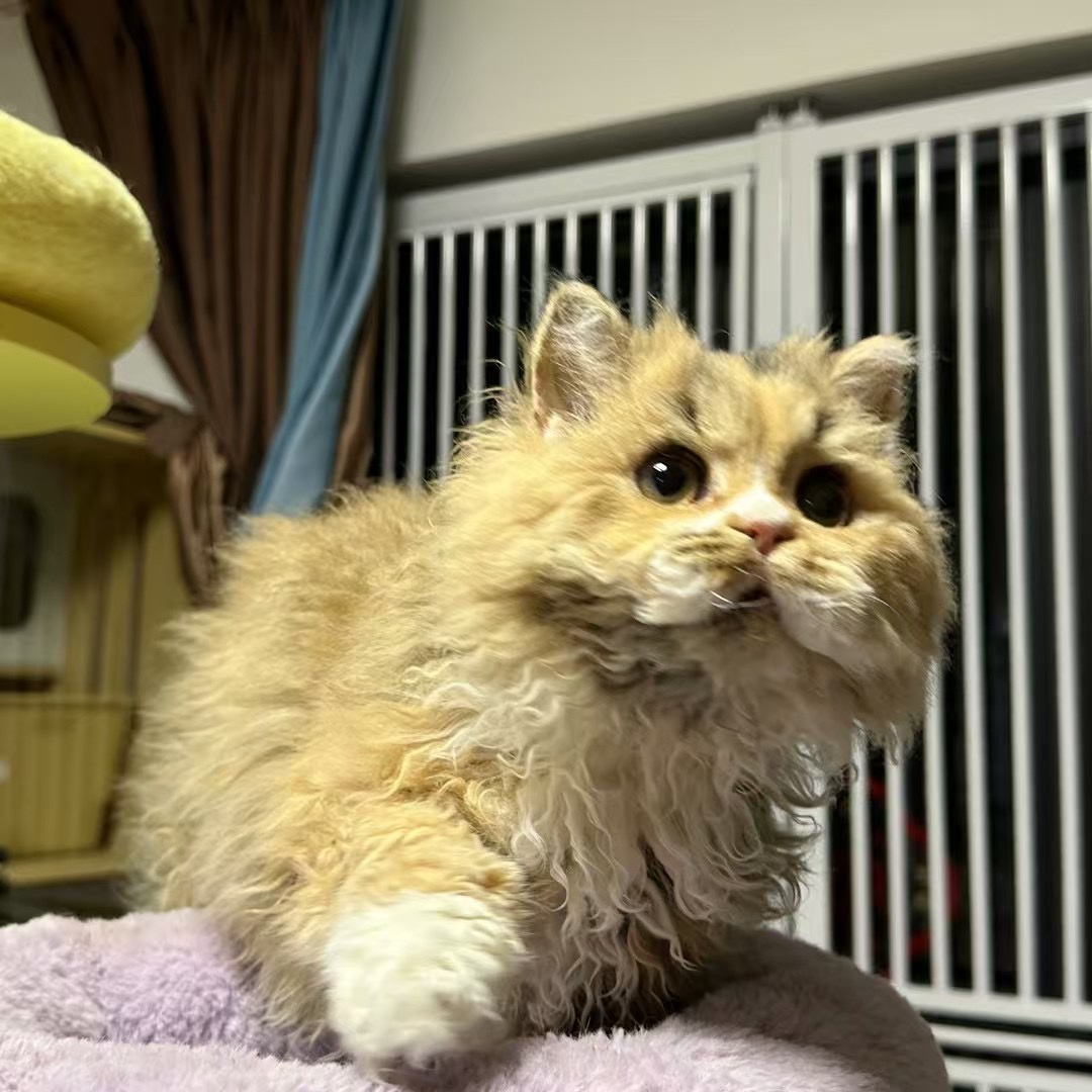 chuchu LaichongCattery