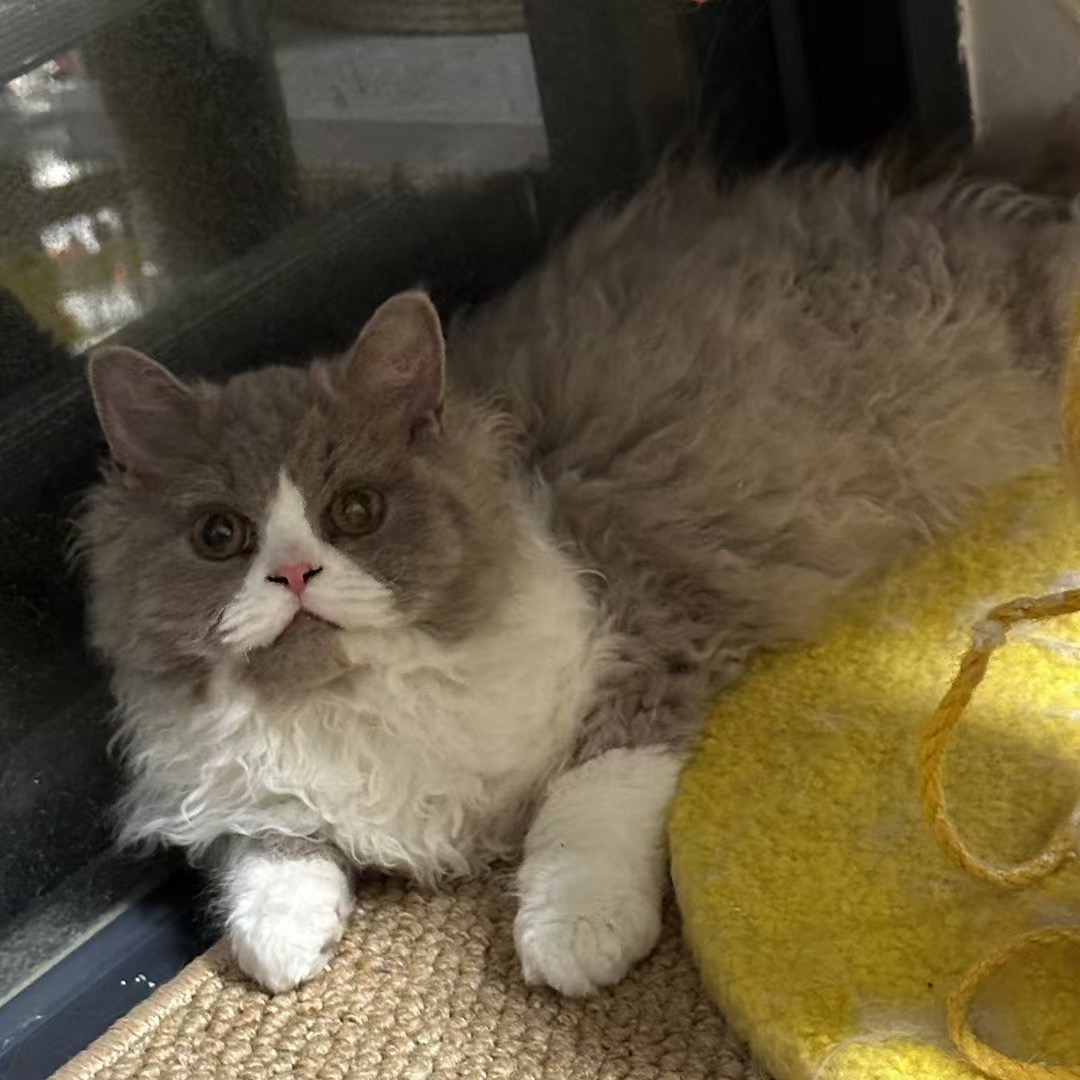 ruixue LaichongCattery