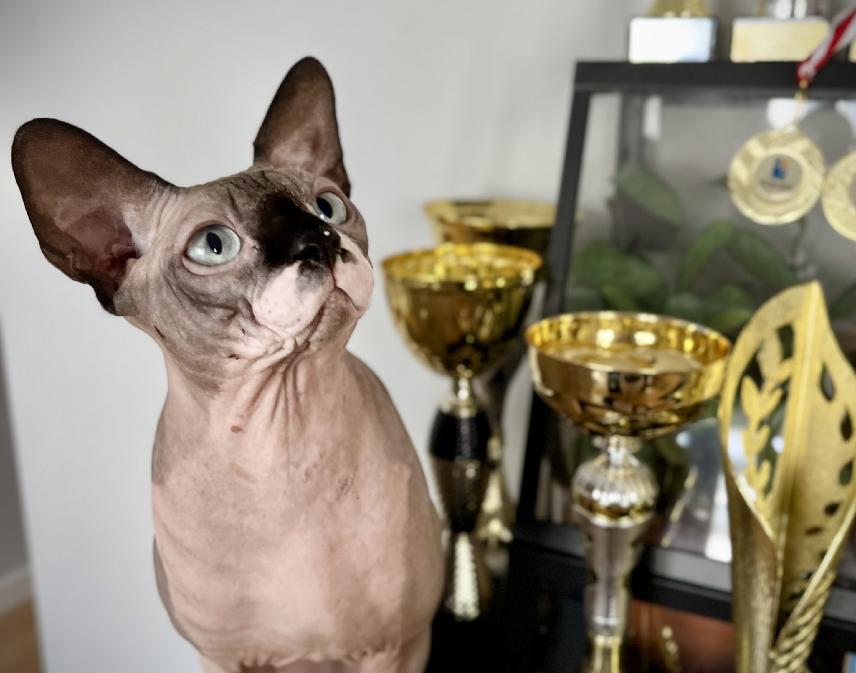 ICH. Tfu Tyfus Gymni Gata*PL