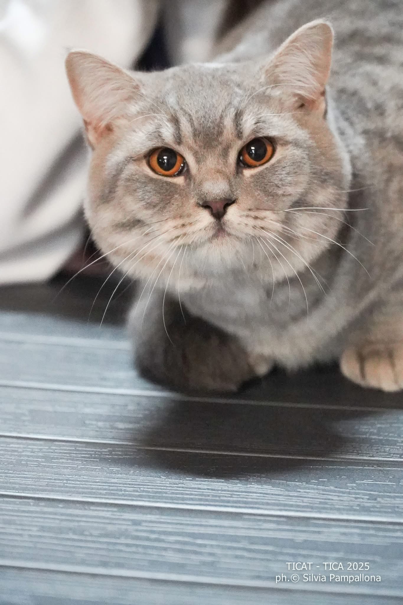 ScottAmberEyes Morfeo