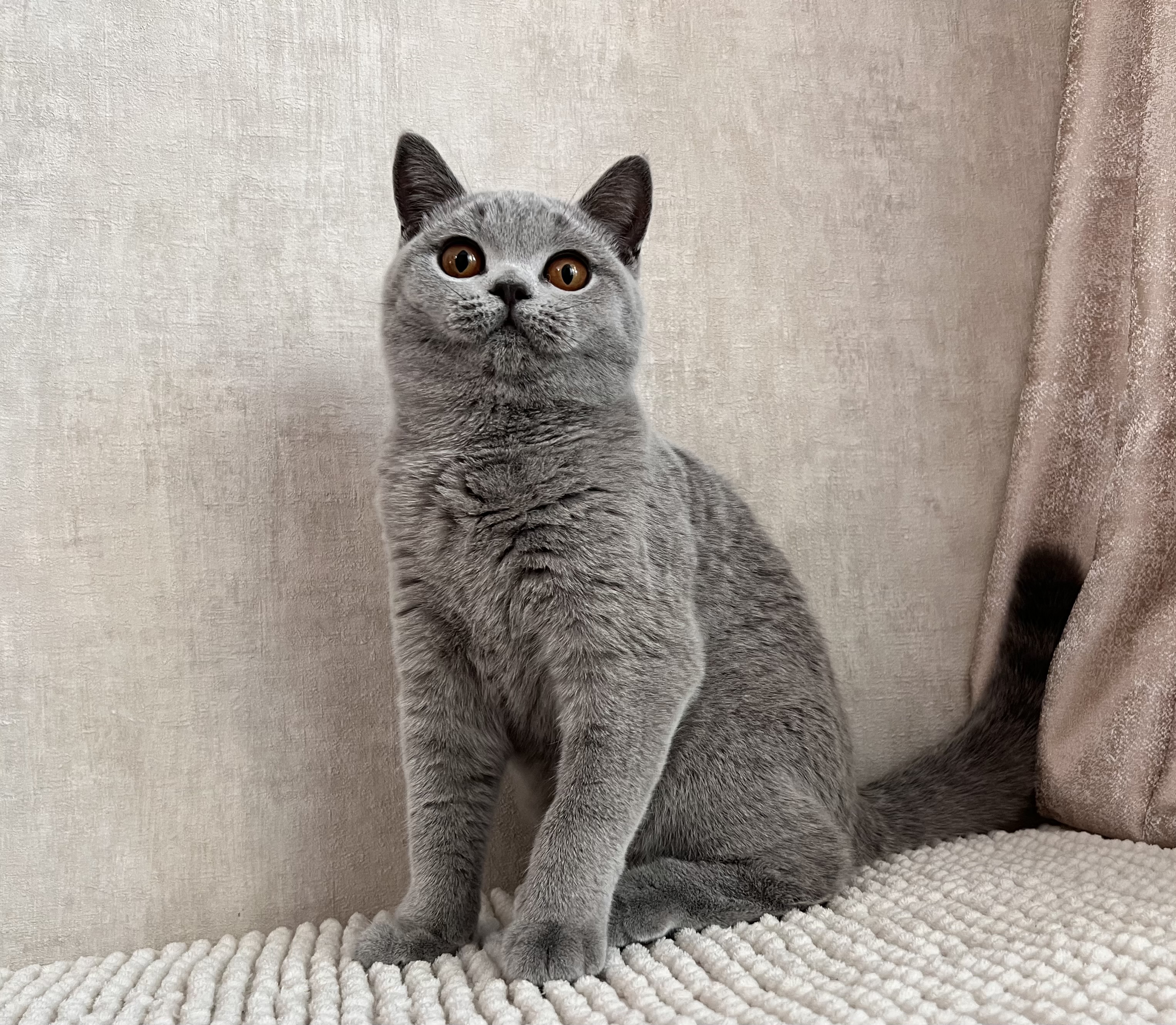 Elizabet Cat Frumos*MD