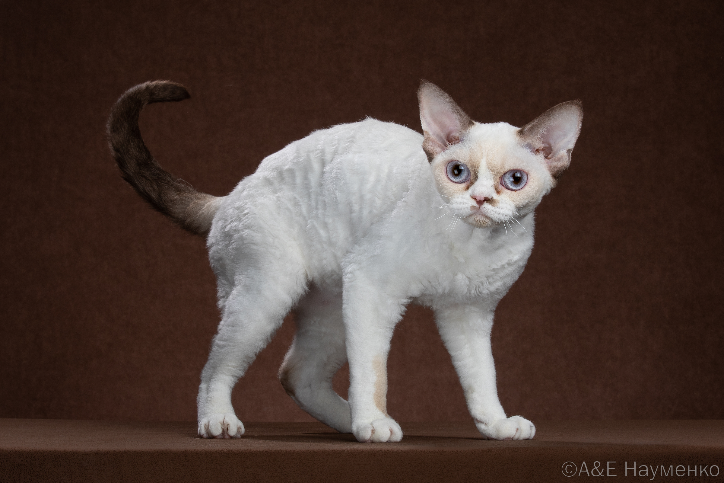 GICH. Lemuria  Winged Piksi*Ru