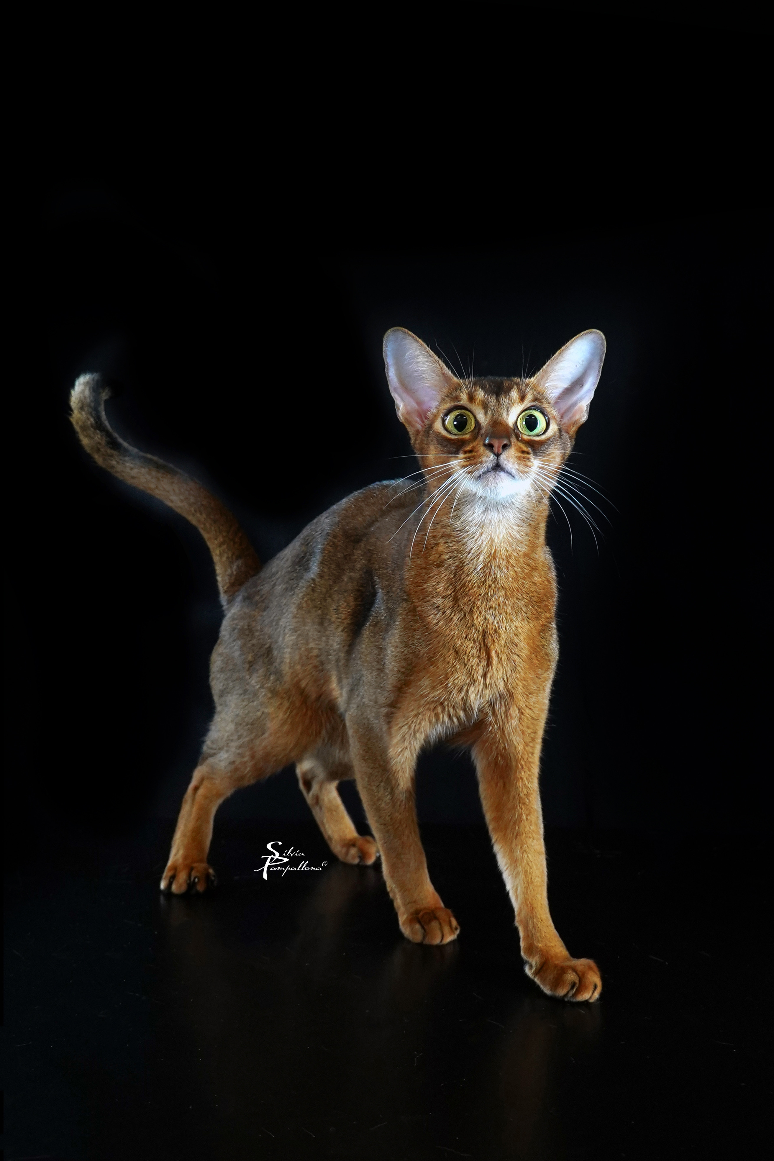 GICH. Scarlett O'Hara Cattleya *PL