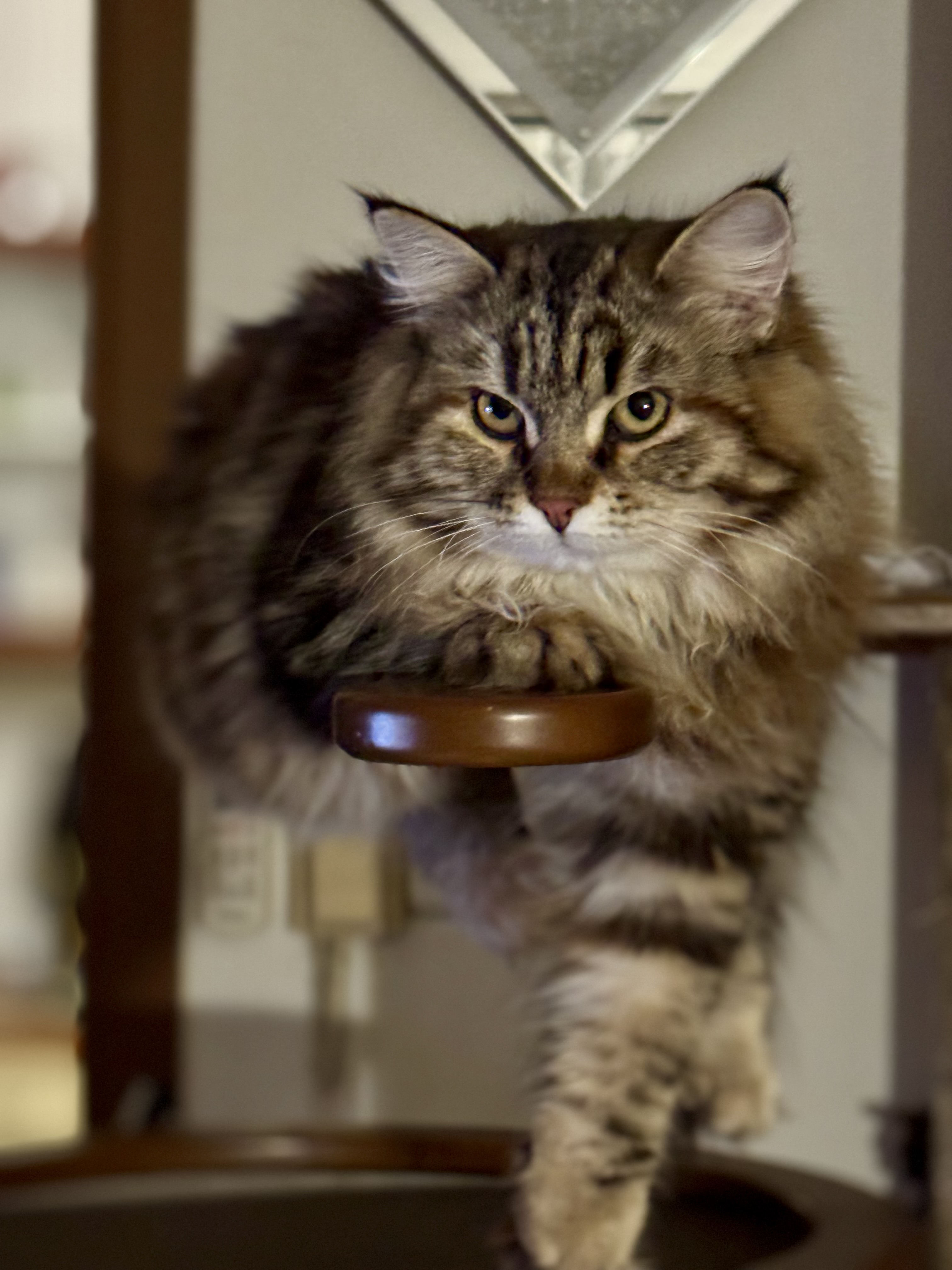 Lucomorye Olga Evangeline