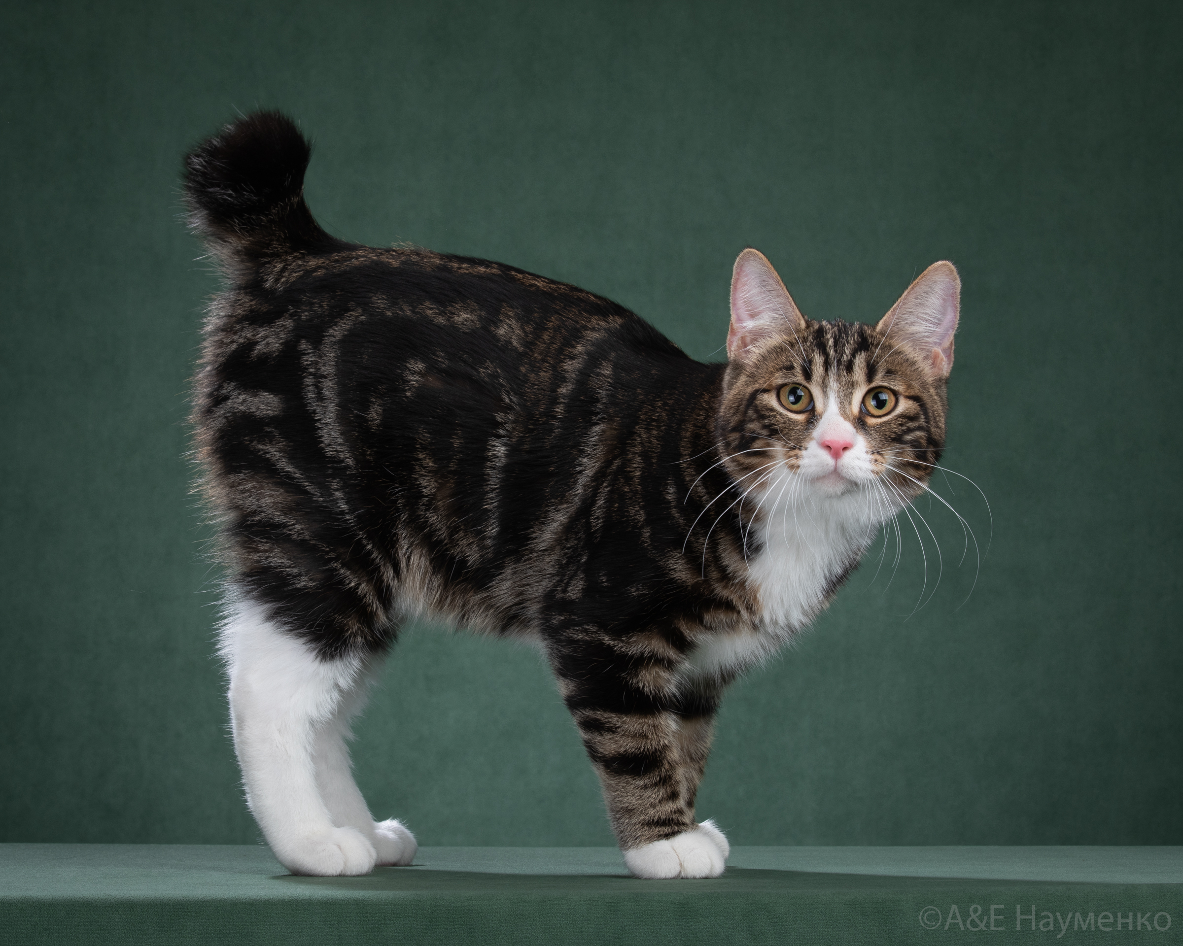 CH. Joy of Rufus Vallis