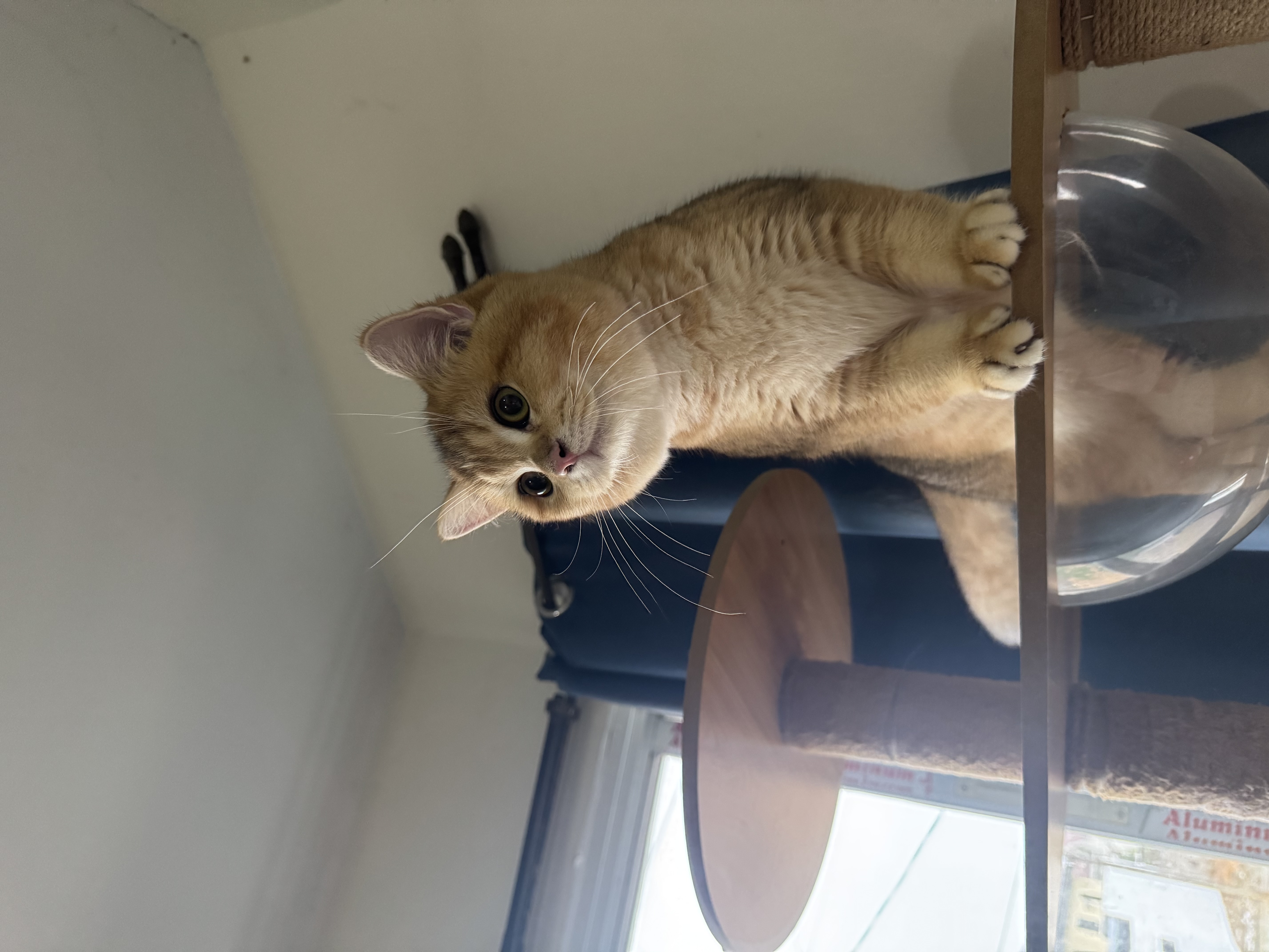 Whiskurrtons Jello Jet